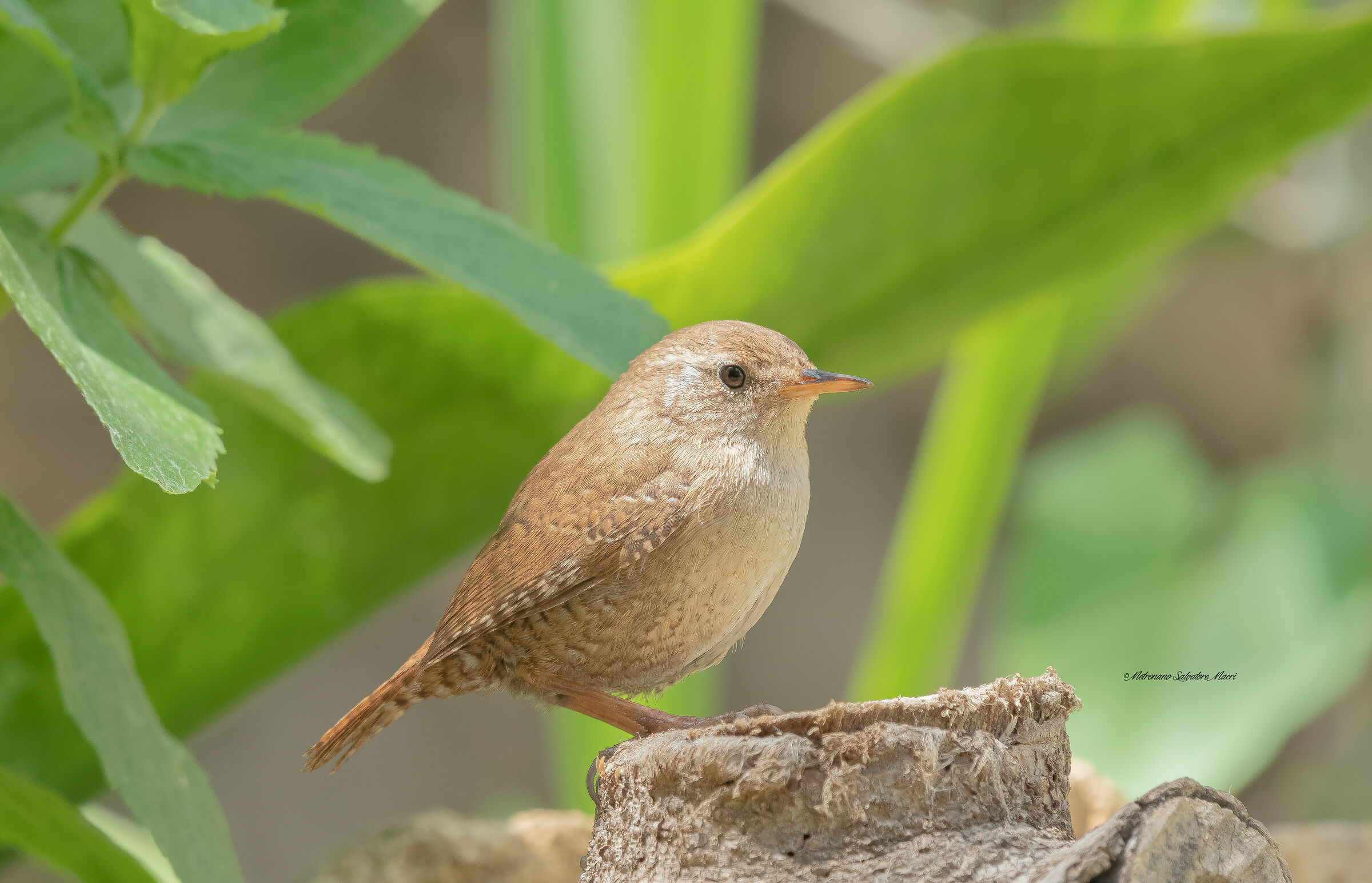 Wren