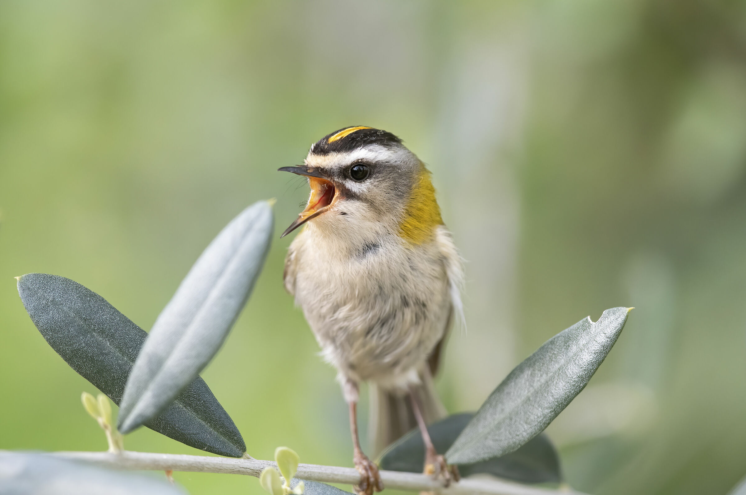 Fiorrancino (Regulus ignicapilla)