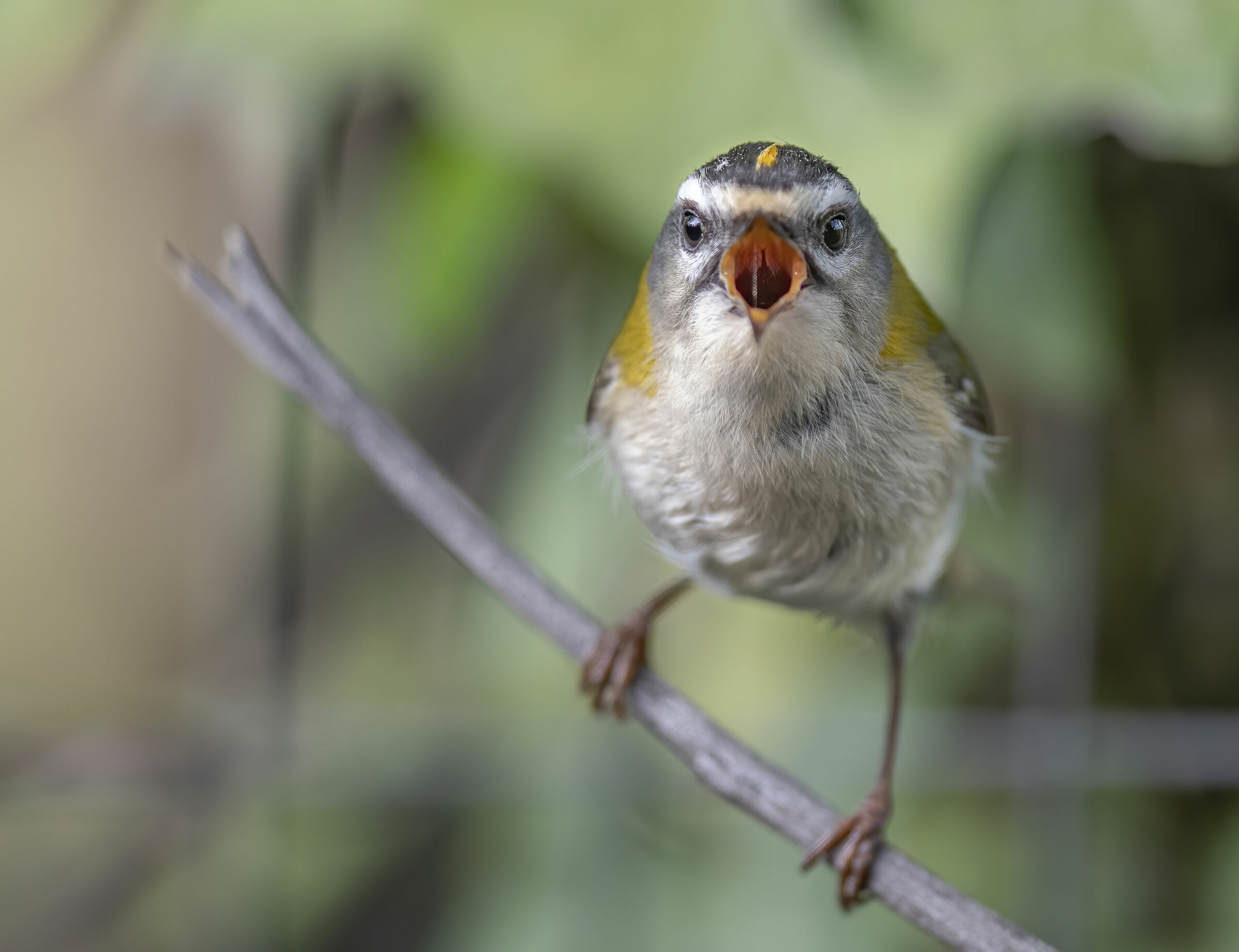 Fiorrancino (Regulus ignicapilla)