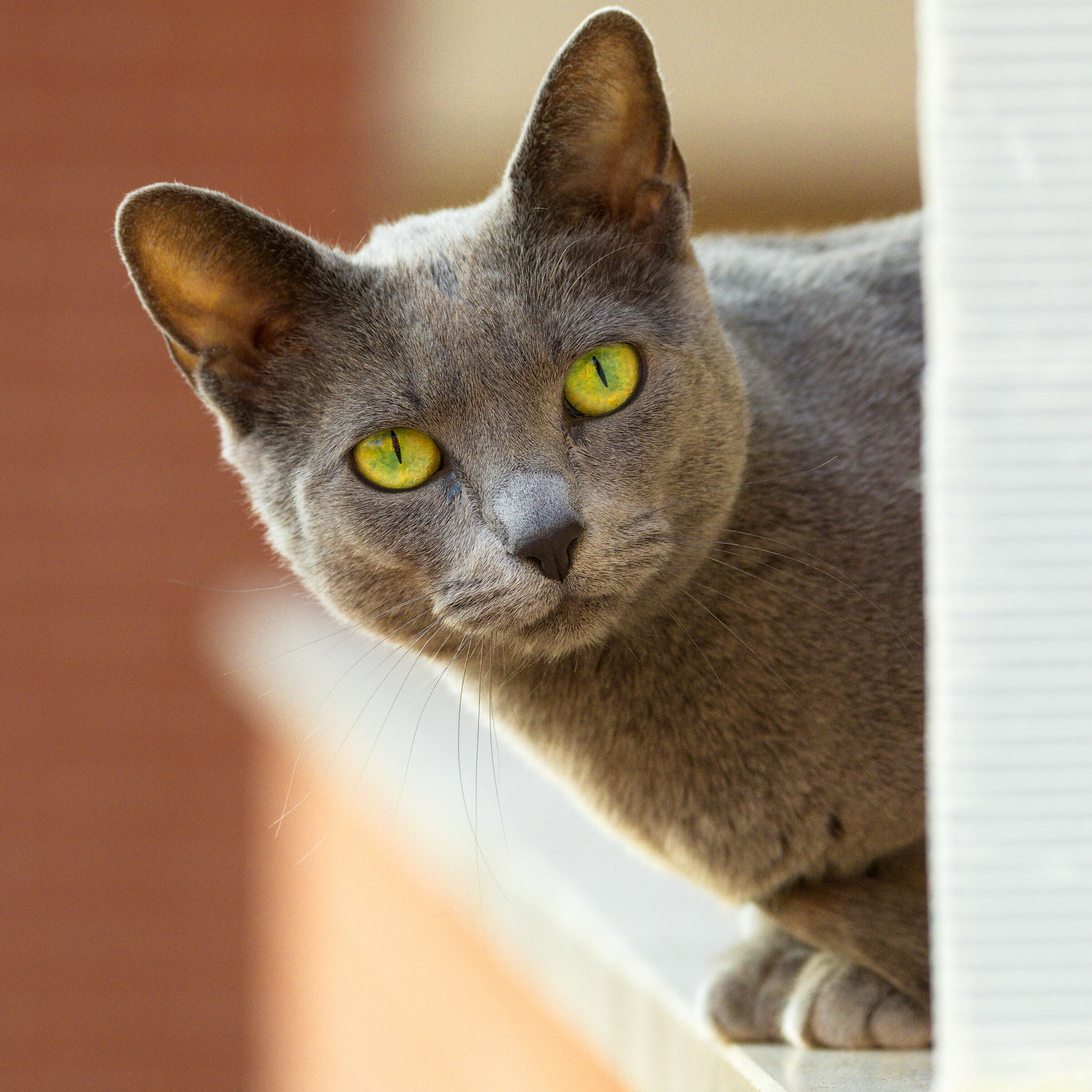 Il gatto del mio vicino