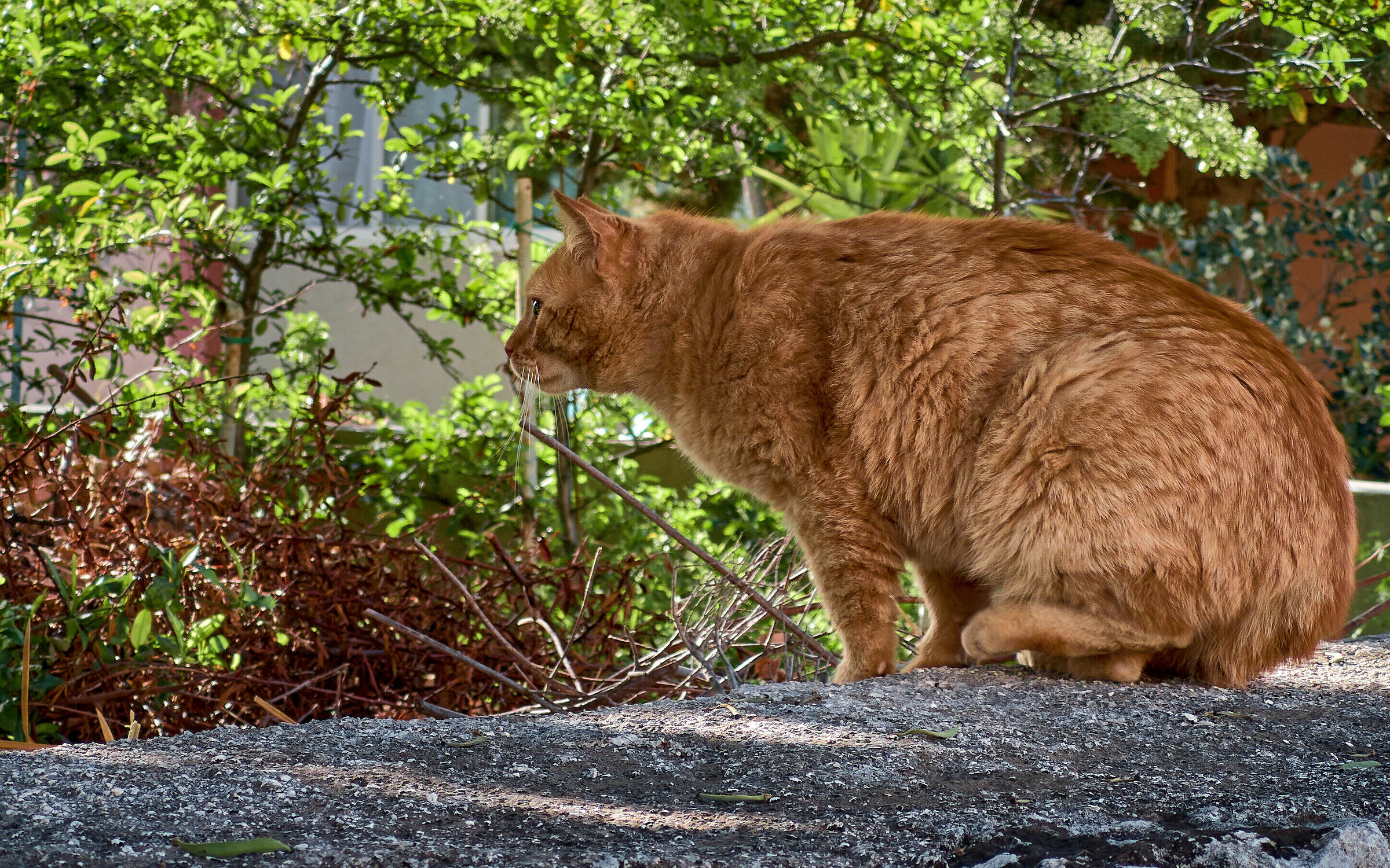 Xiaomi Mi Note 10, ISO 100, 1/300, 3.7X sensor