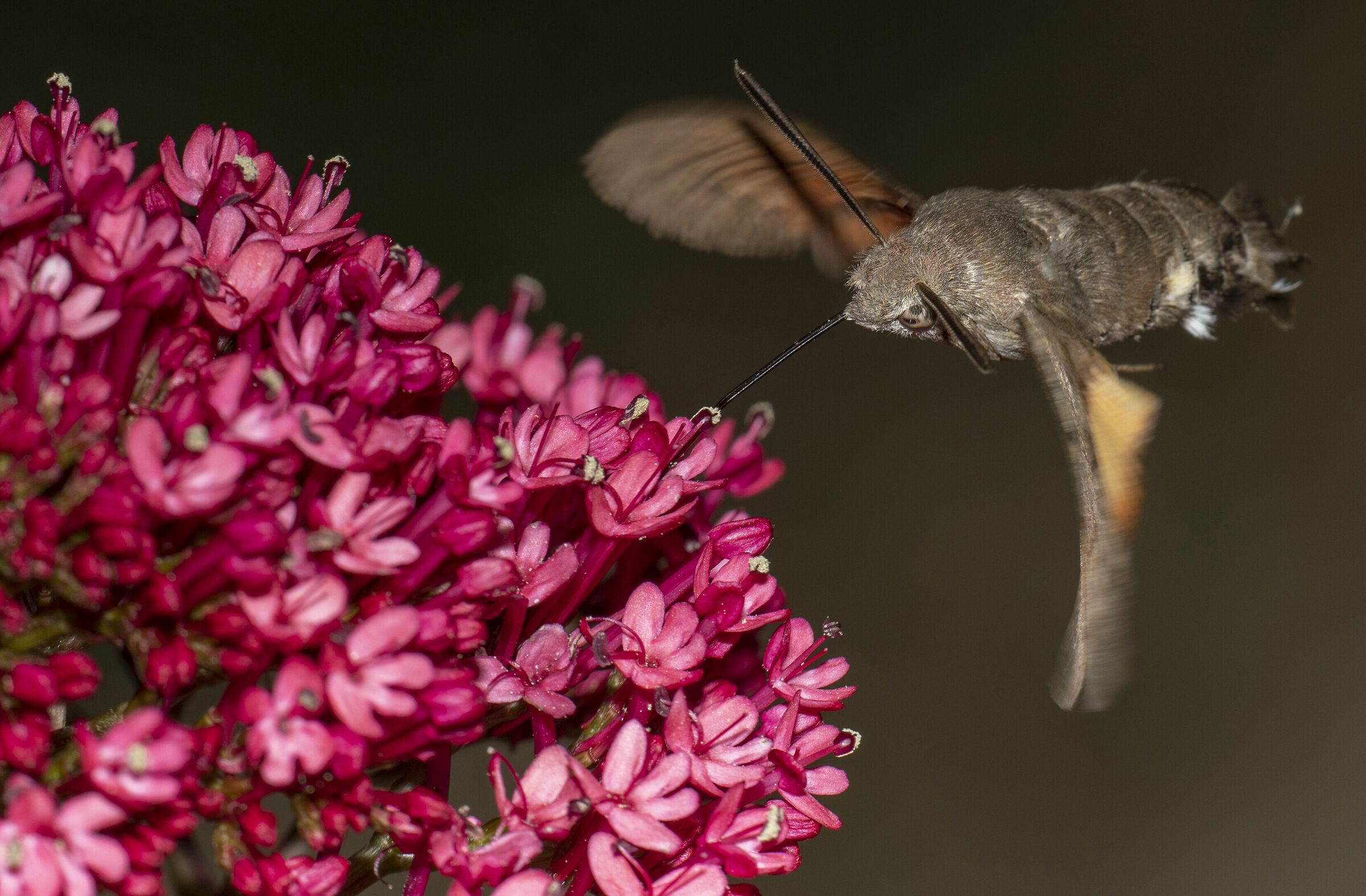 sfinge colibrì - Macroglossum stellatarum