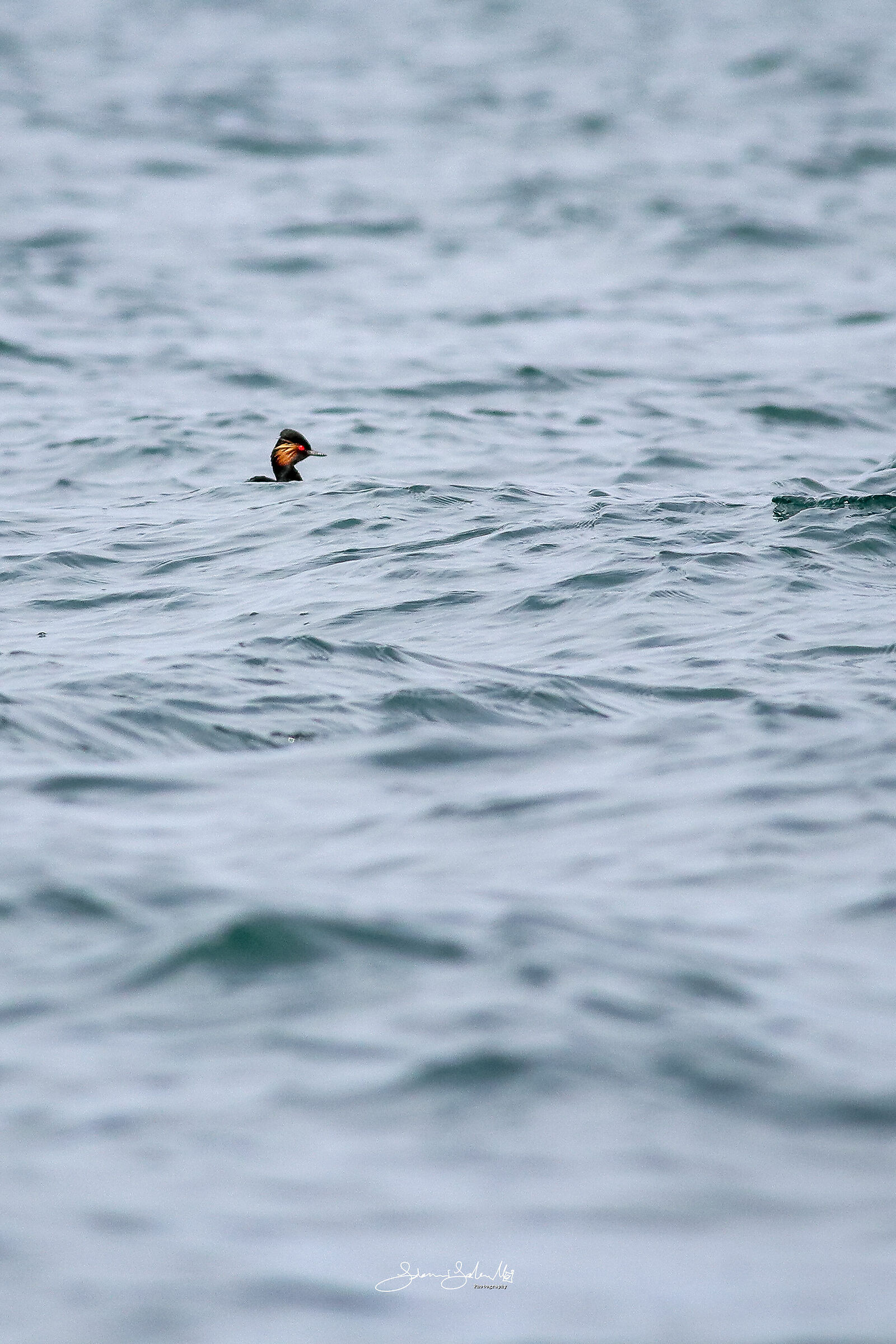 Red eye (Podiceps nigricollis, Brehm, 1831)