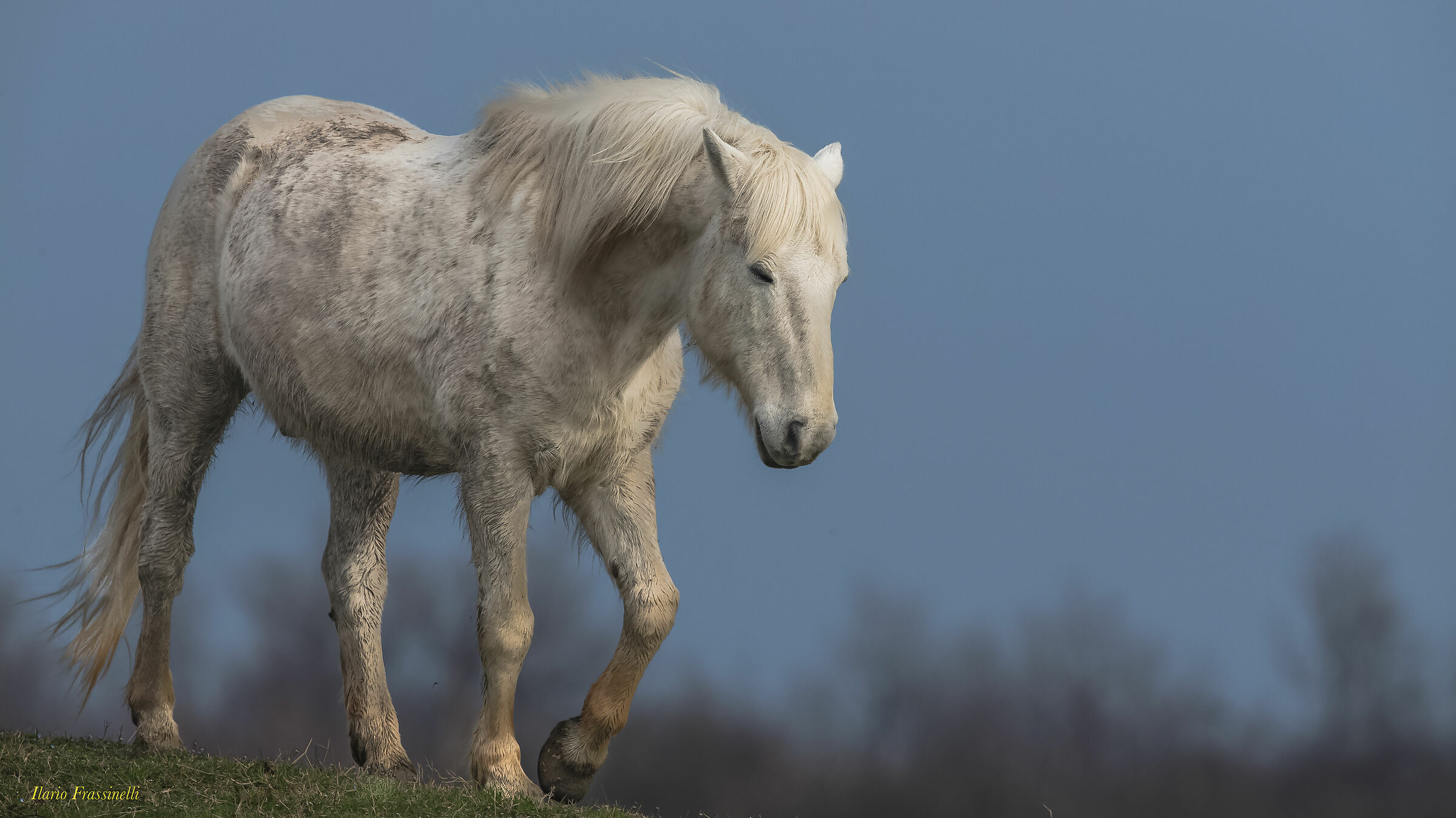 Camargue Horse