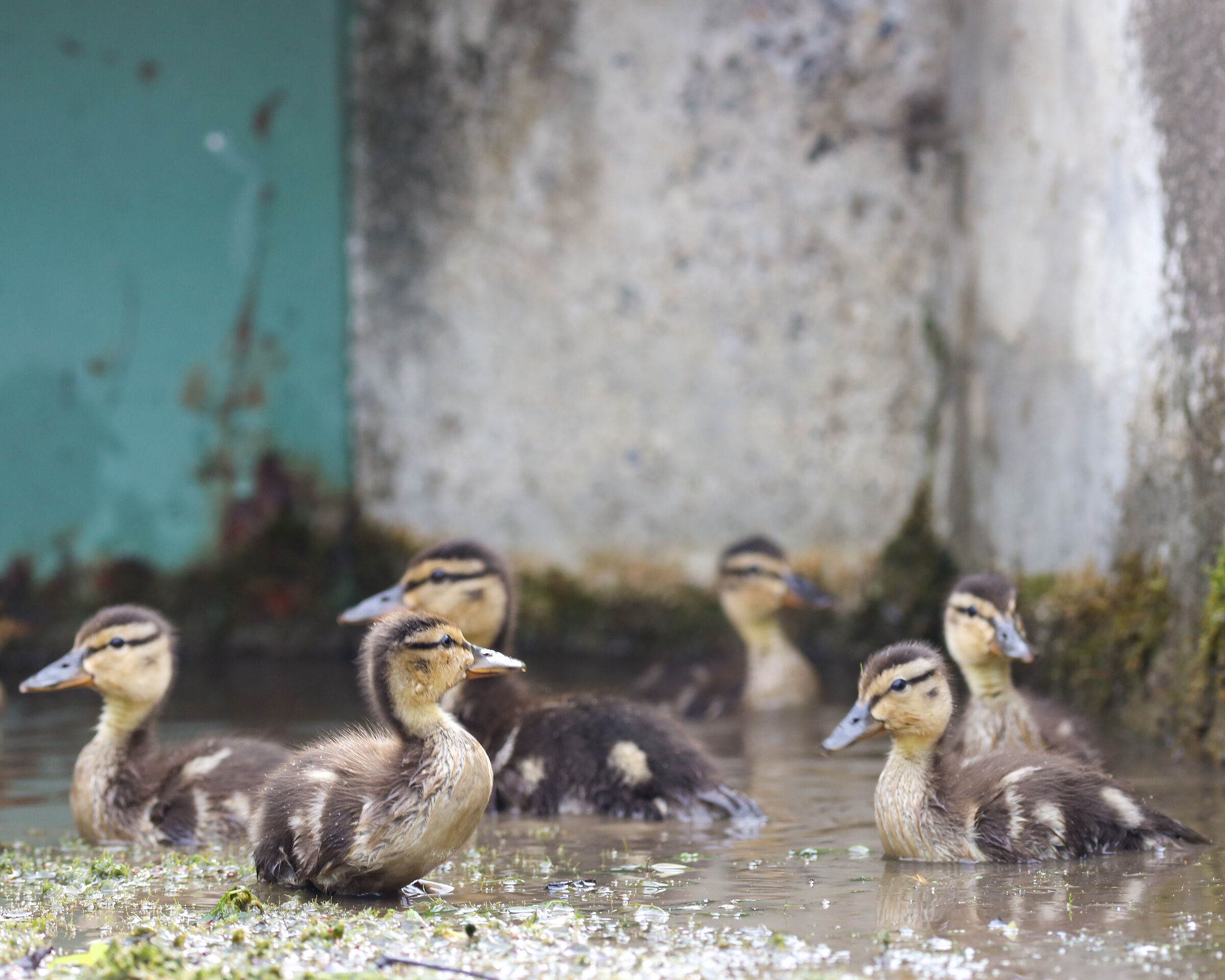 Mini Duck