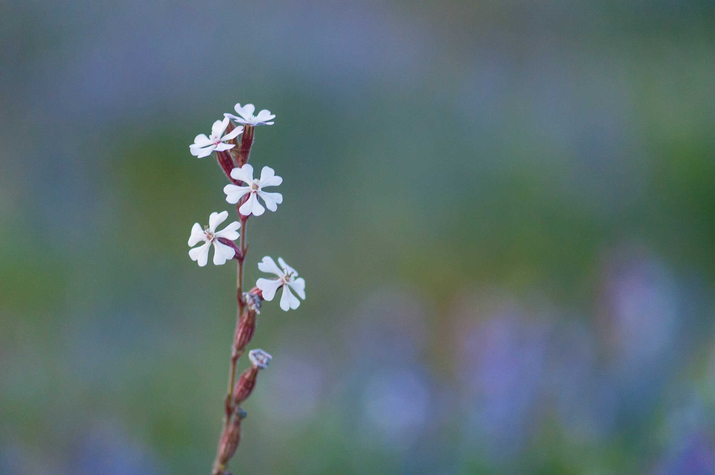 Silene