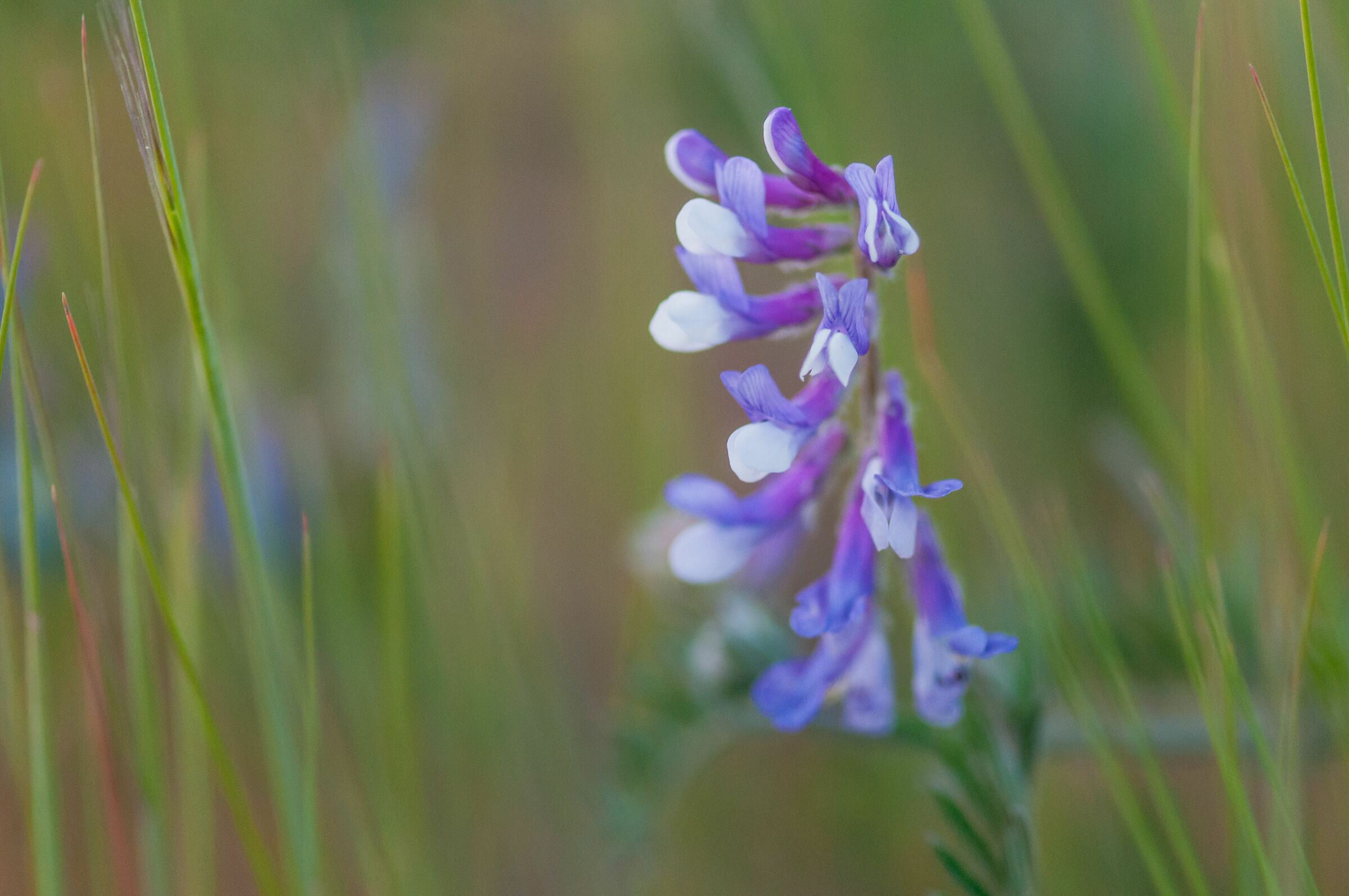 Vetch