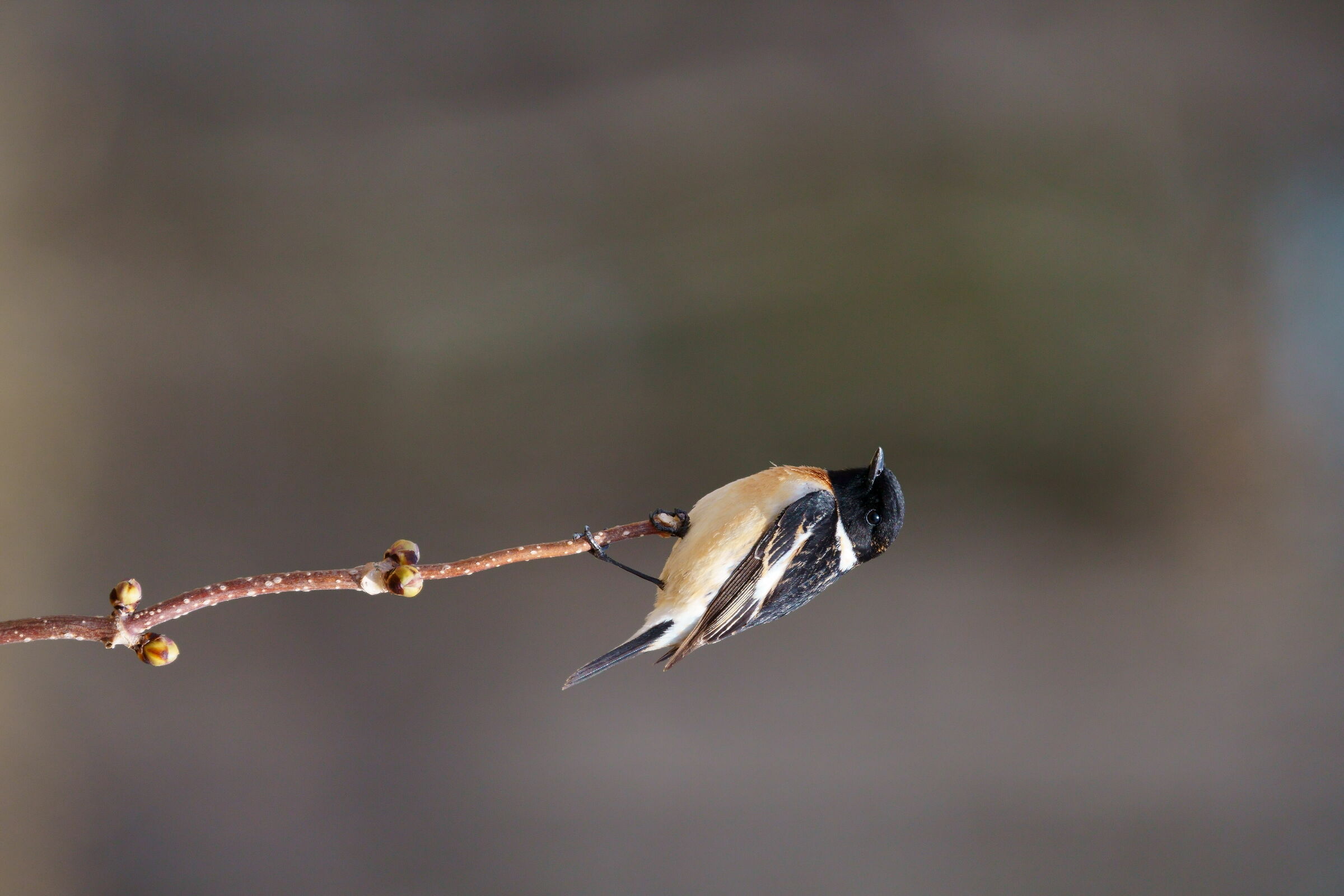 Stonechat siberiana