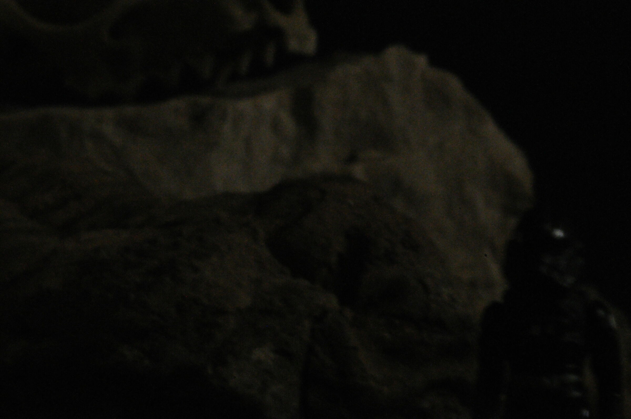 STExplorers: I Mostri del Pianeta Gamma 1