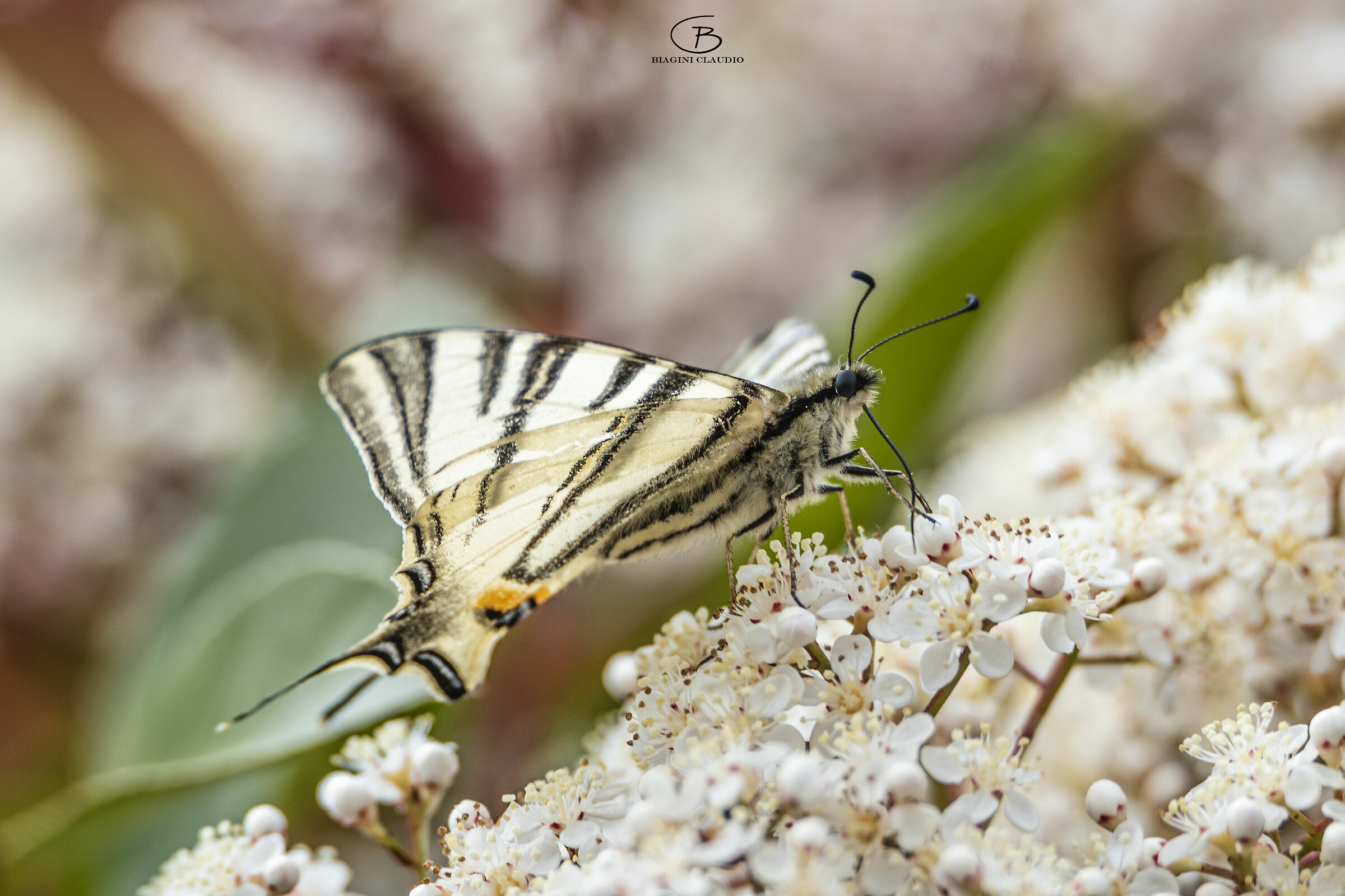 Podalirius Iphiclides