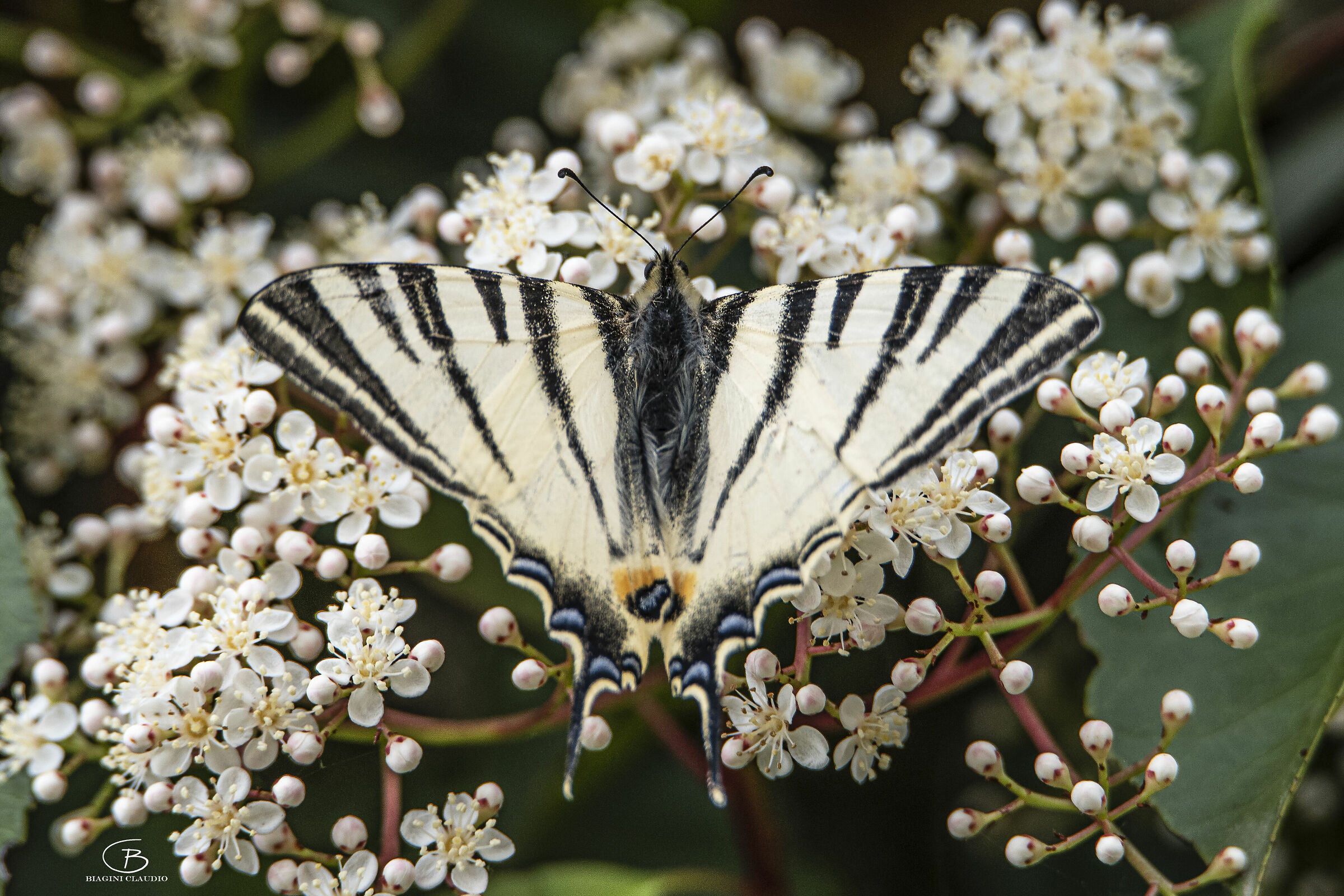 Podalirius Iphiclides