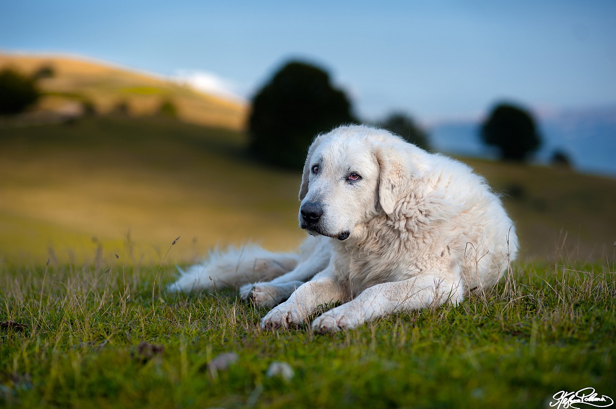 A guardia del gragge