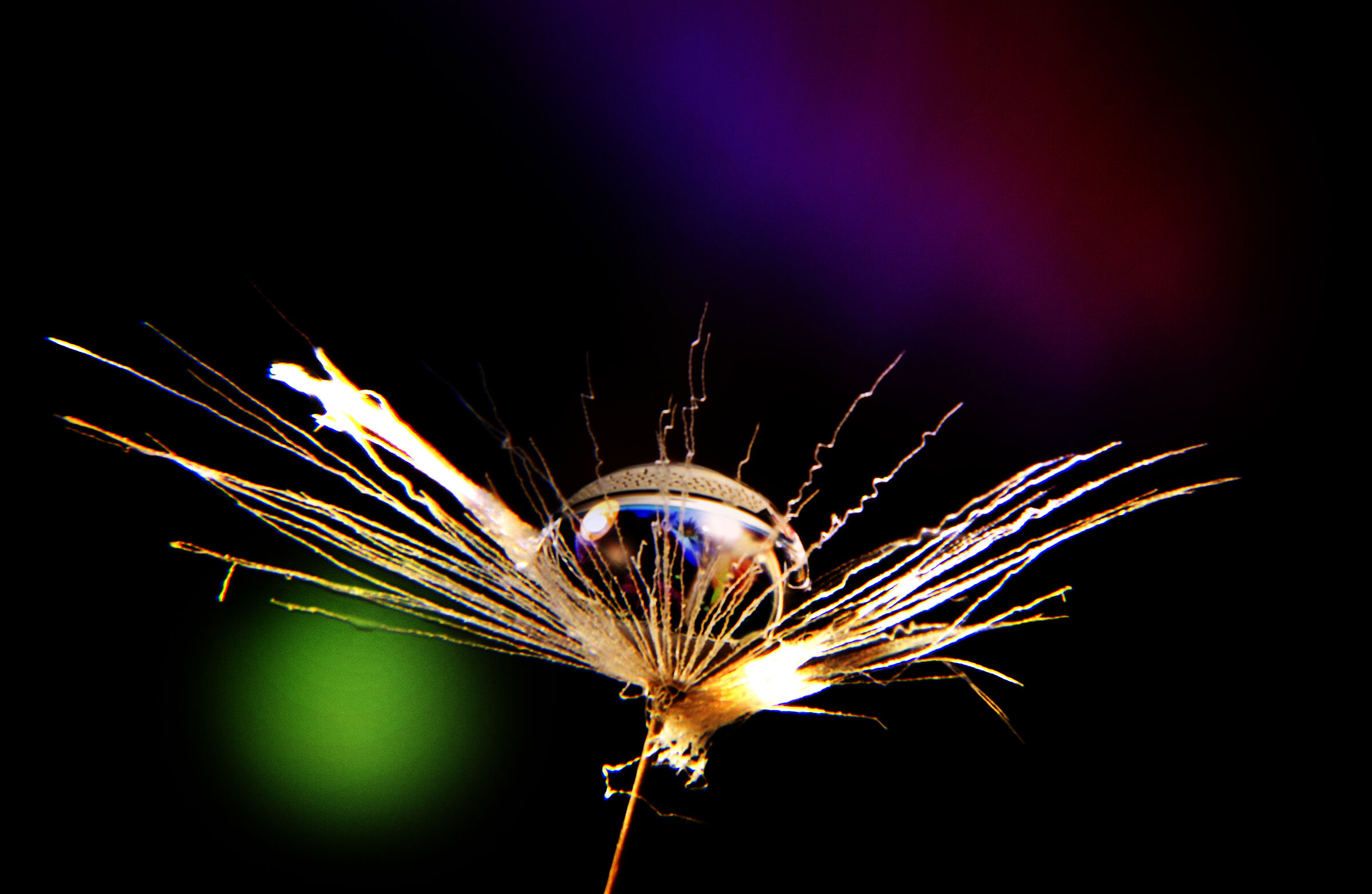 Water drop on Tarassaco seed