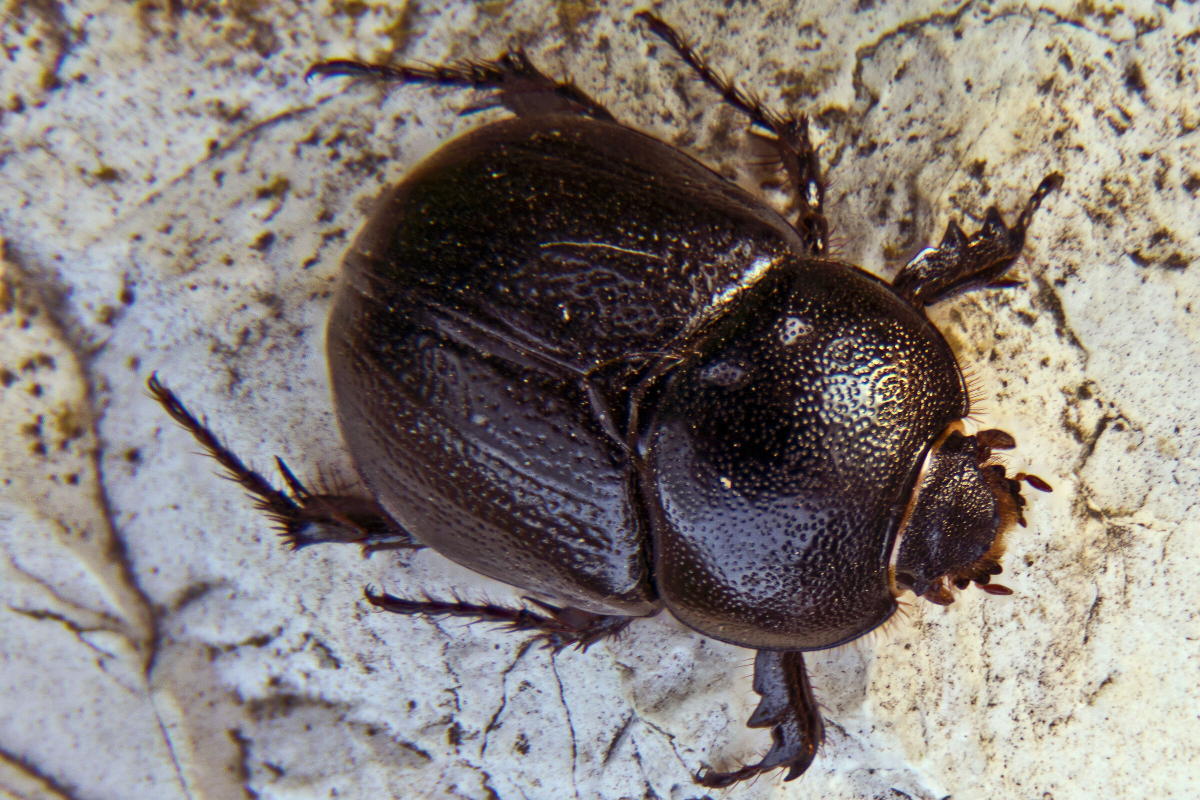Beetle