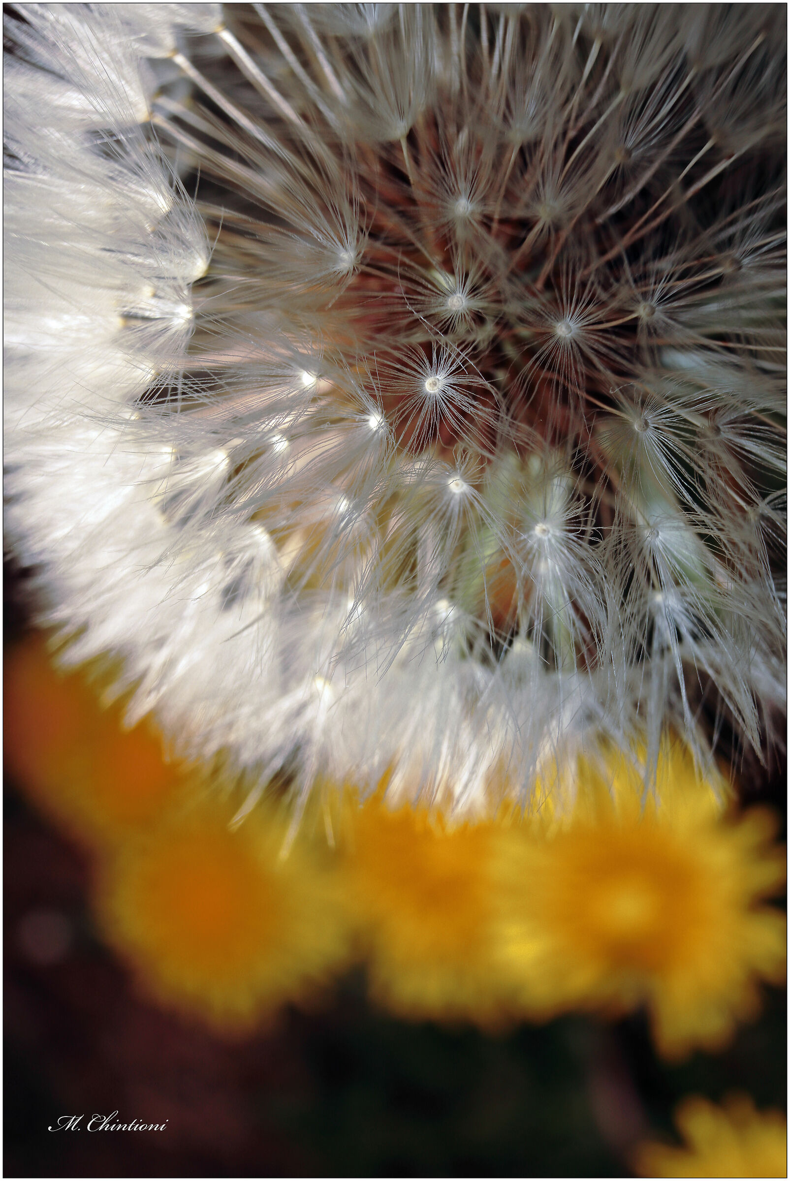 ... A Meadow in Flower