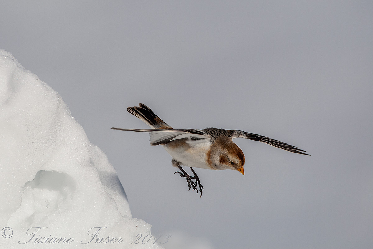 snow bunting