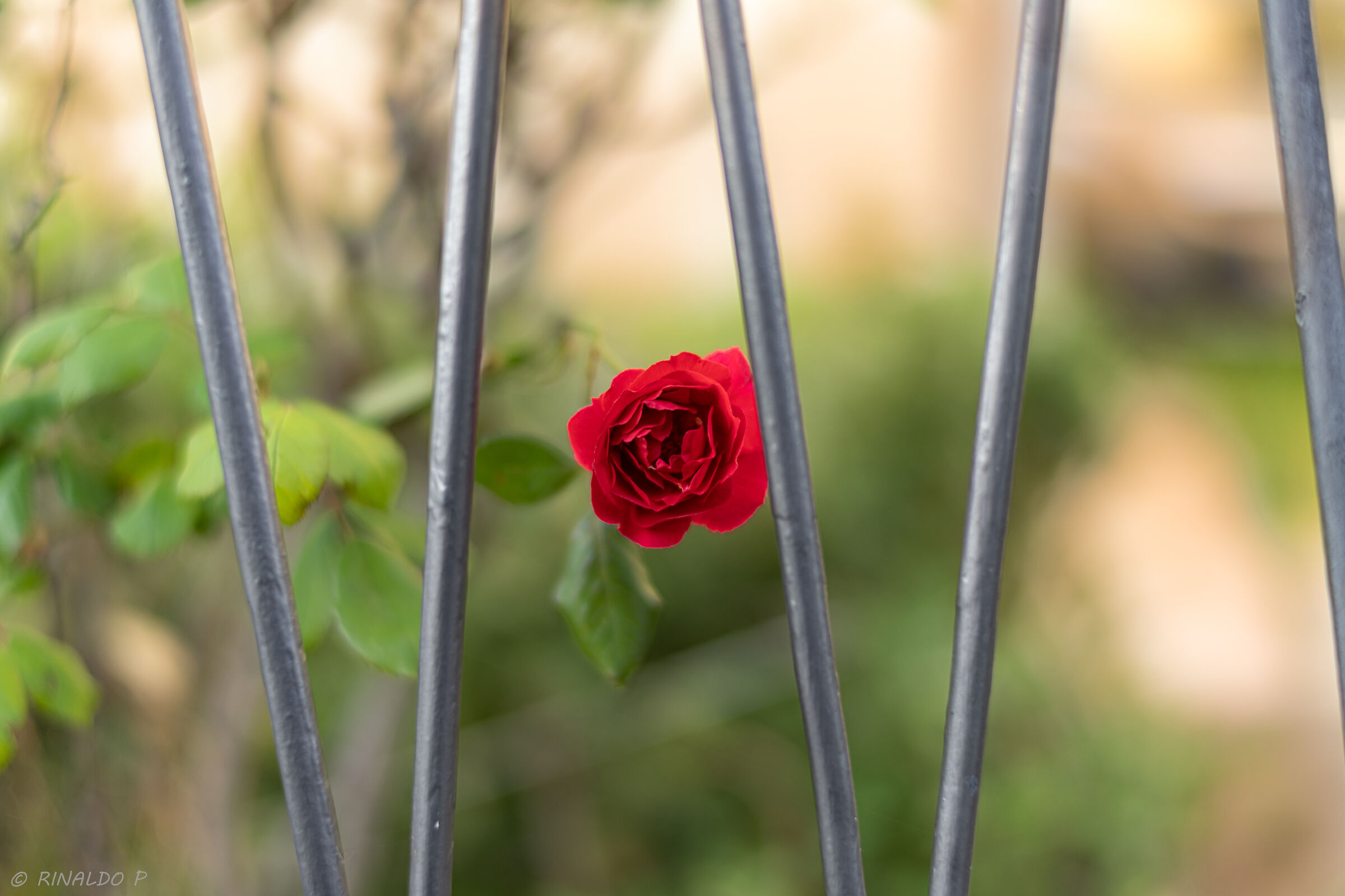 The captive rose....