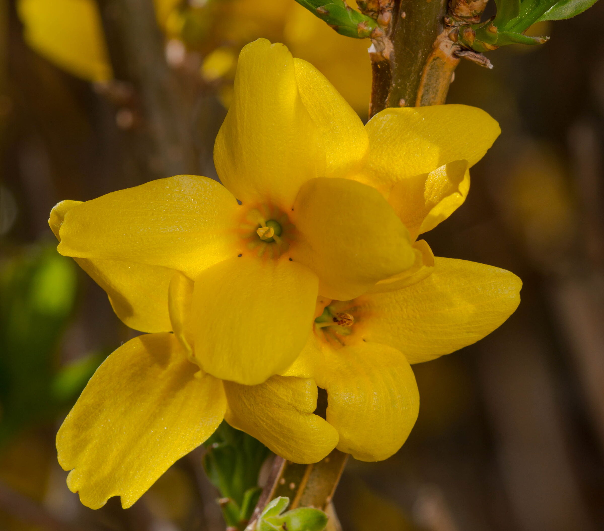 Forsythia