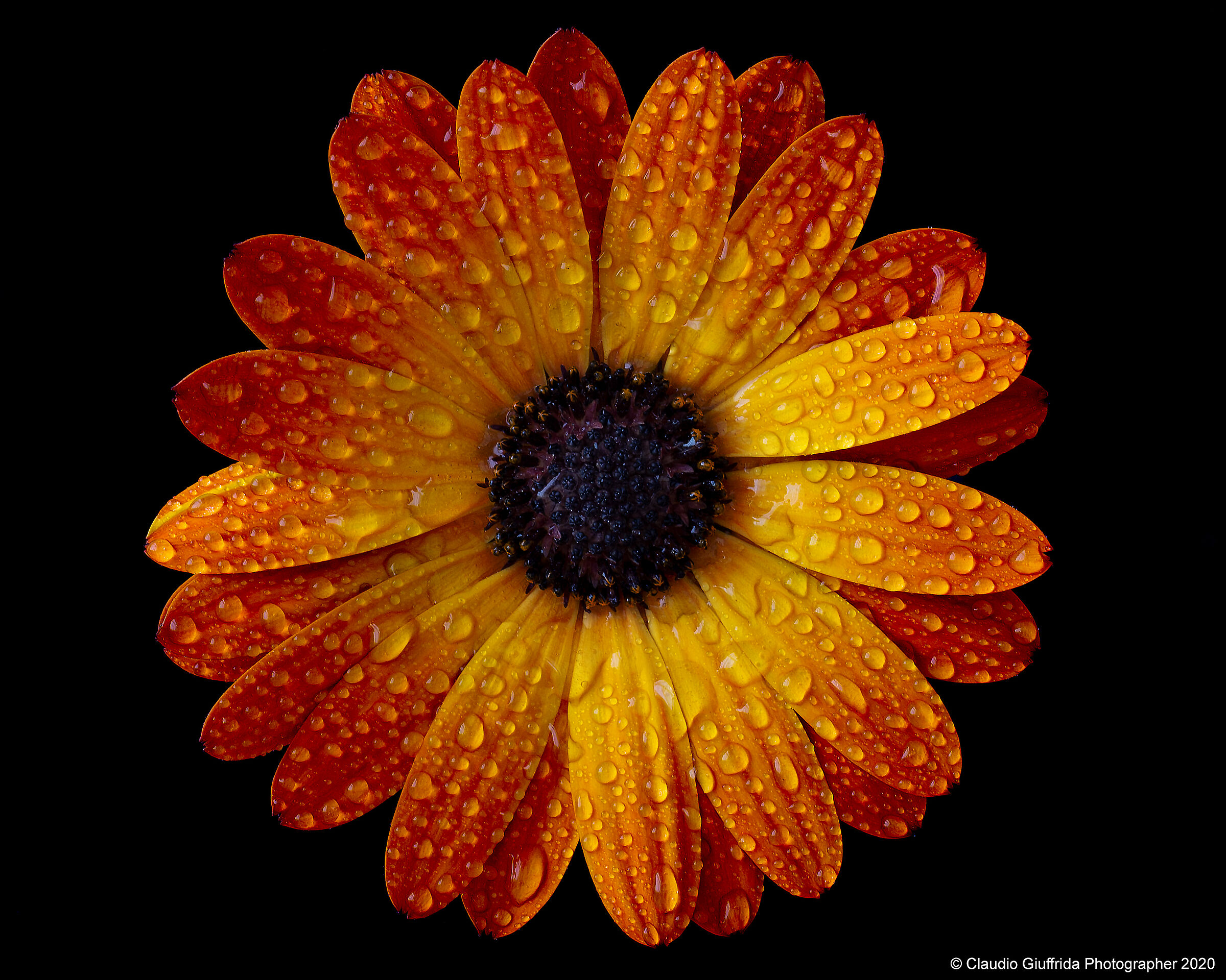 osteospermum ecklonis