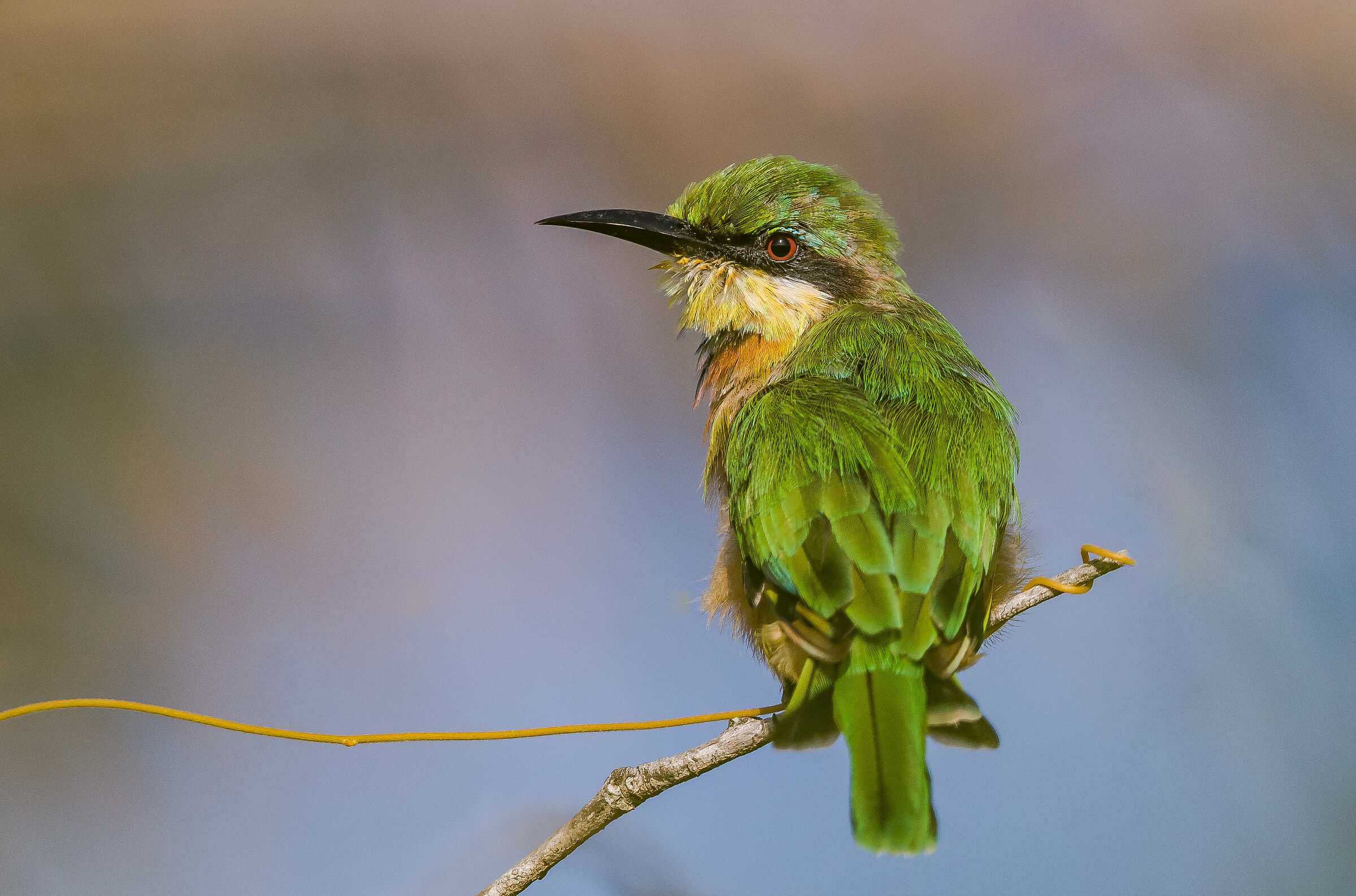 little bee eater