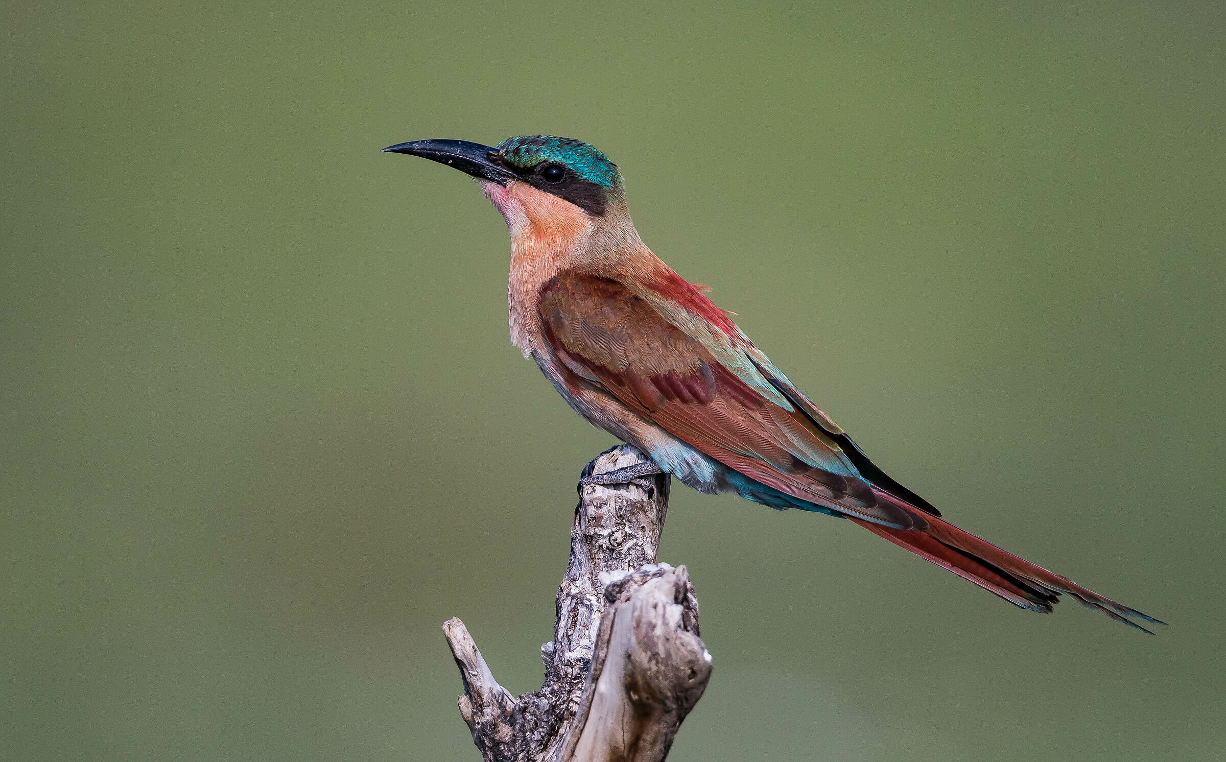 carmine bee eater
