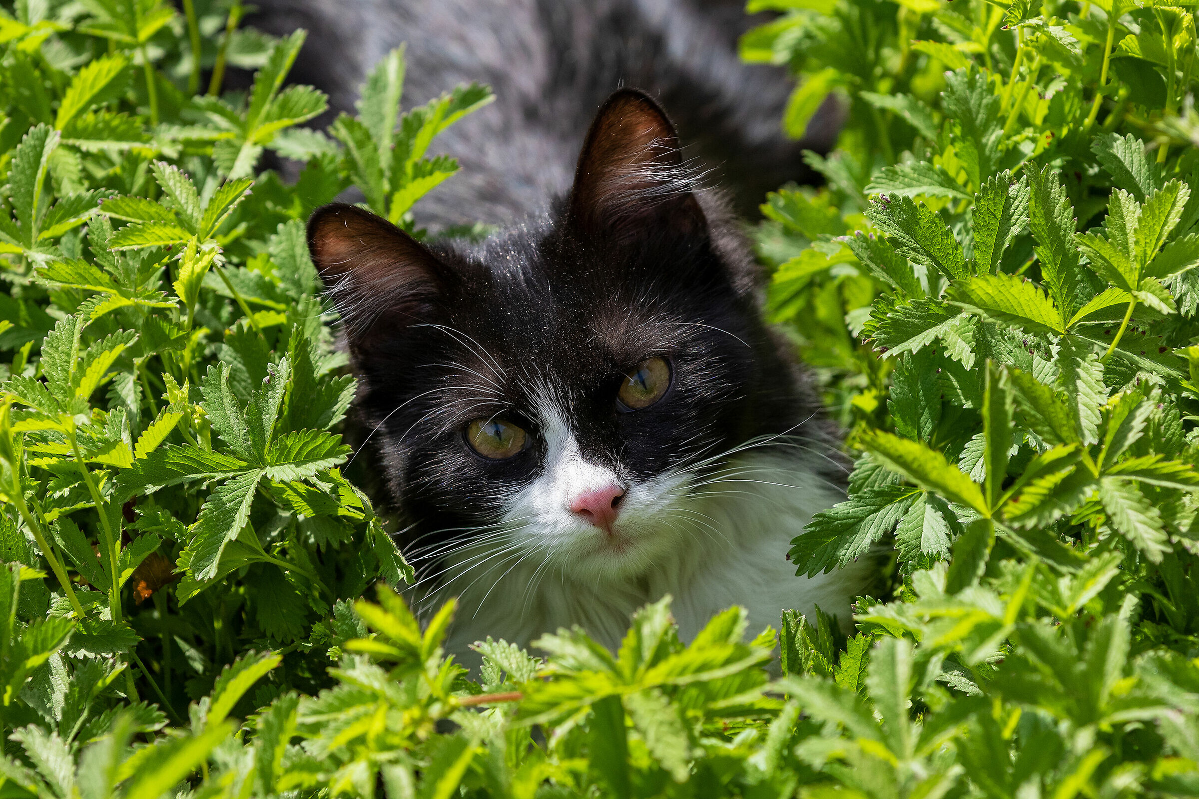 "Felix" Il mio nuovo vicino di casa