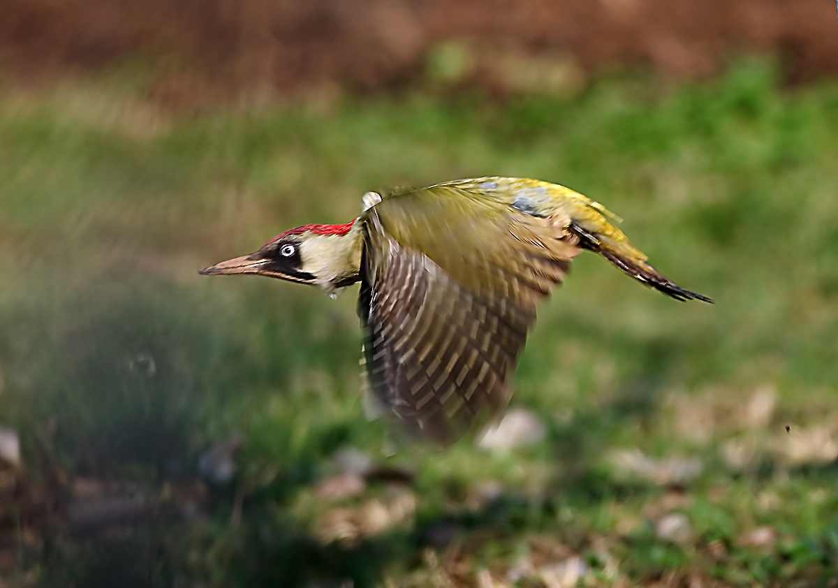 Green Woodpecker