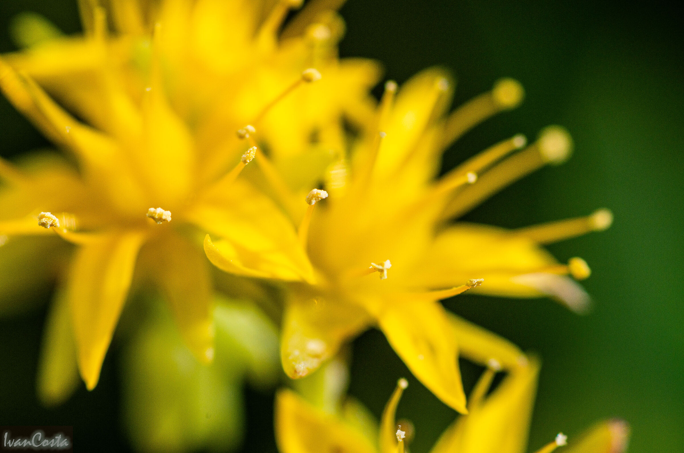 Pistilli - Sedum Palmeri