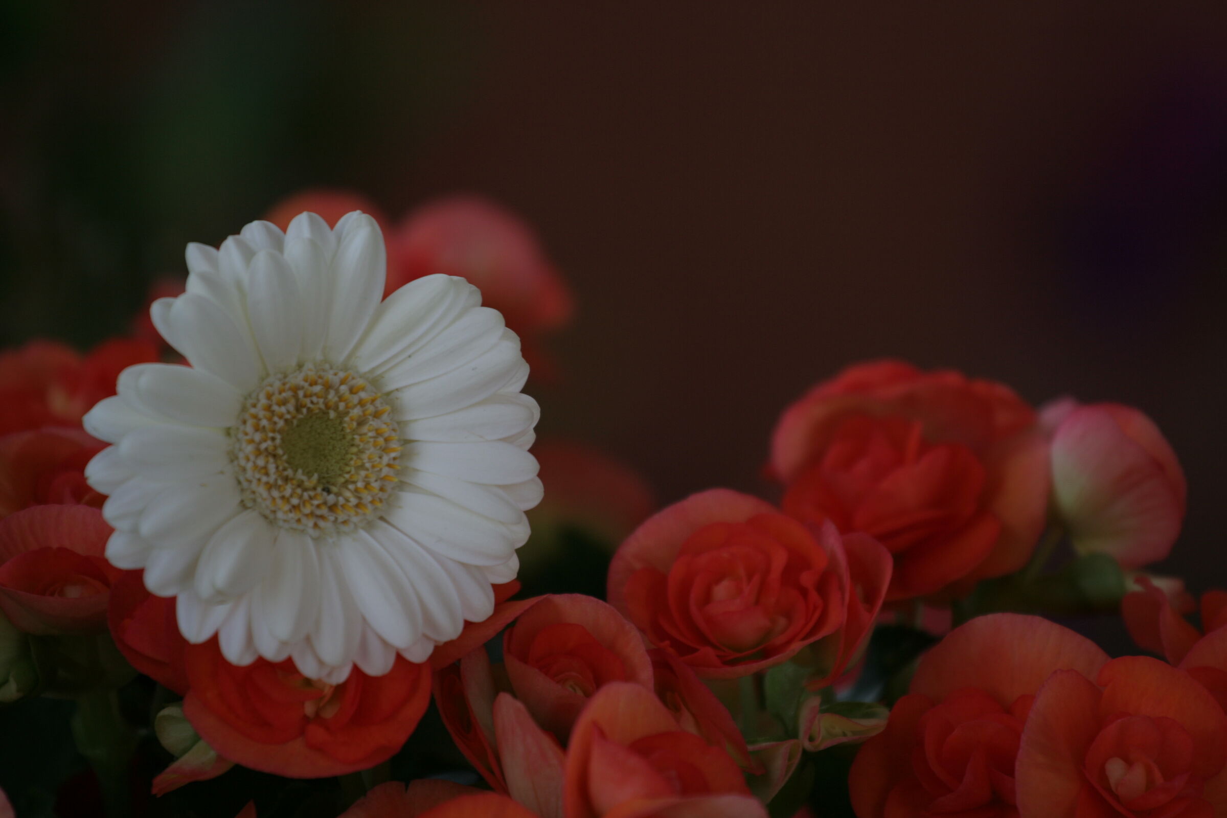 margherita tra le rose