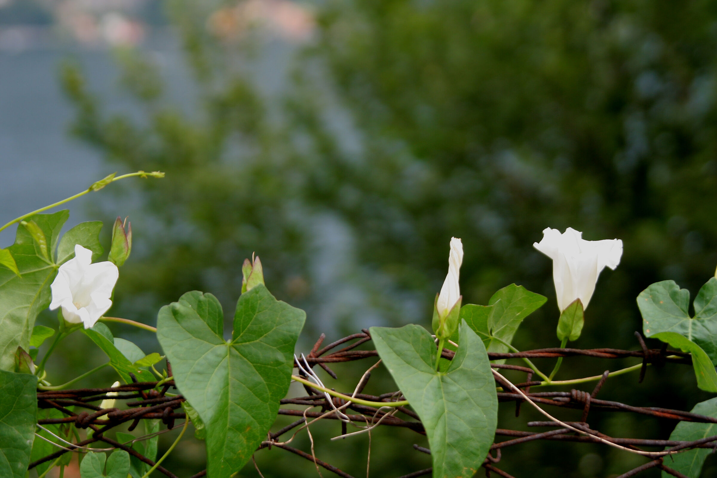 campanule rampicanti