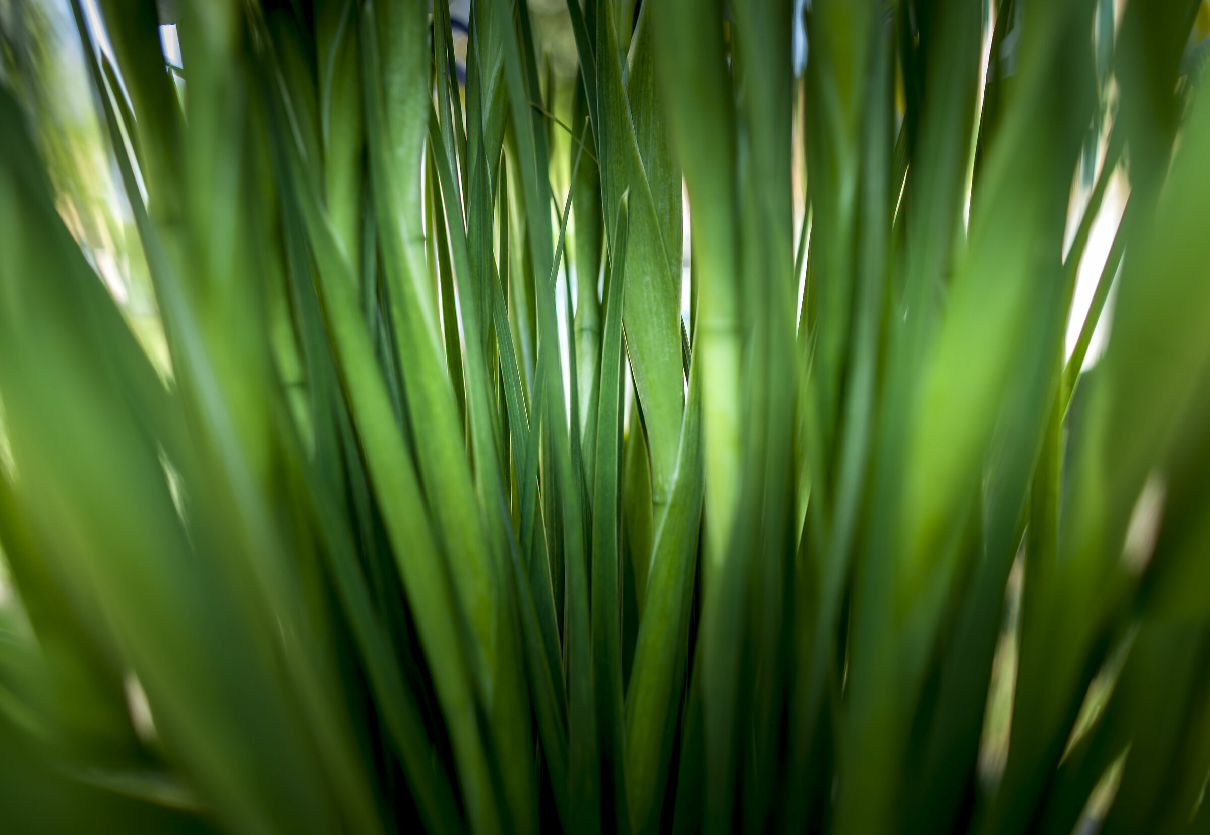 Vertical green