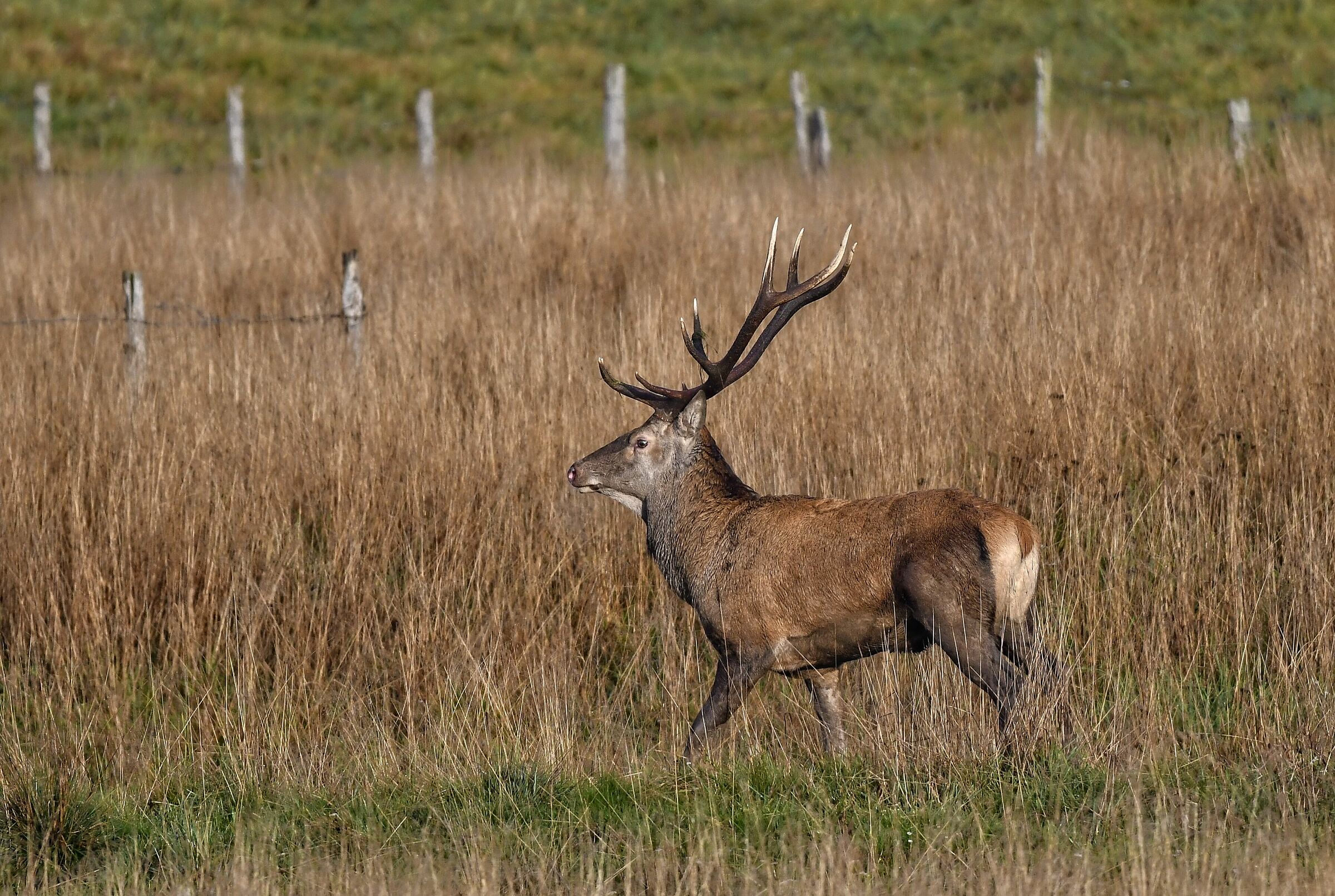 Deer