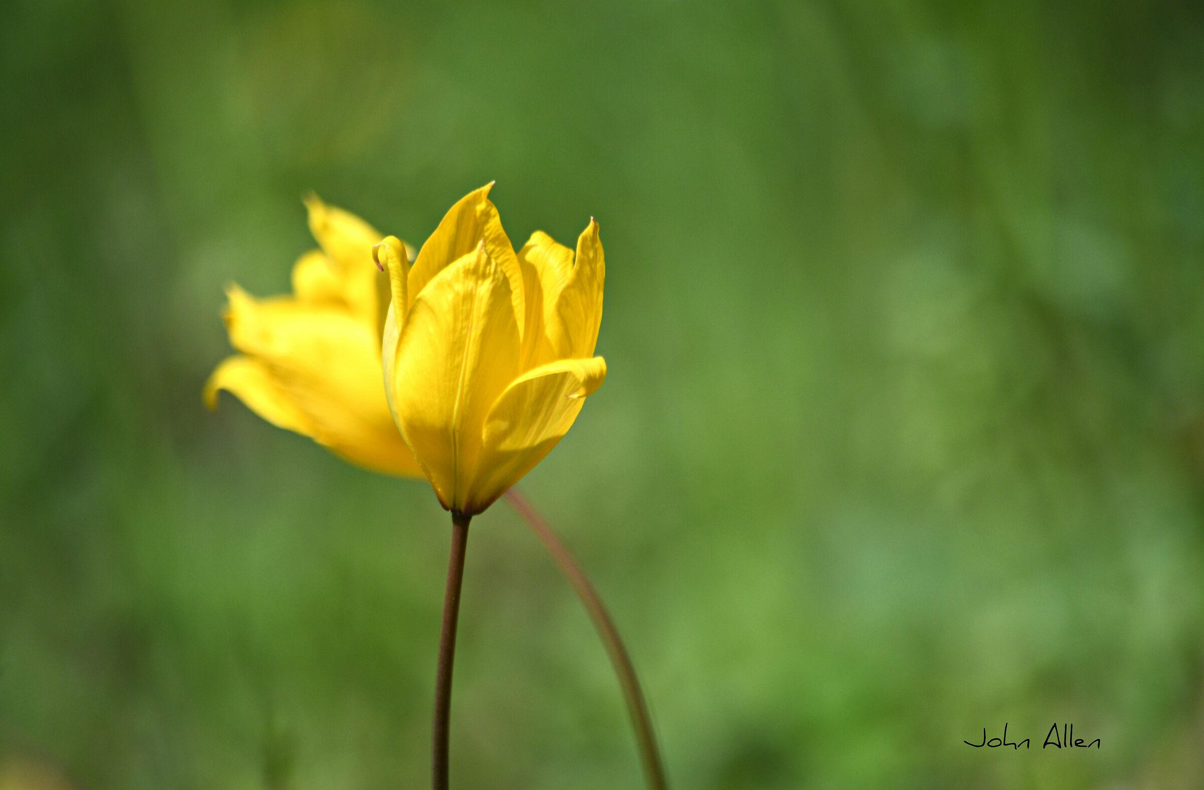 Wild tulip