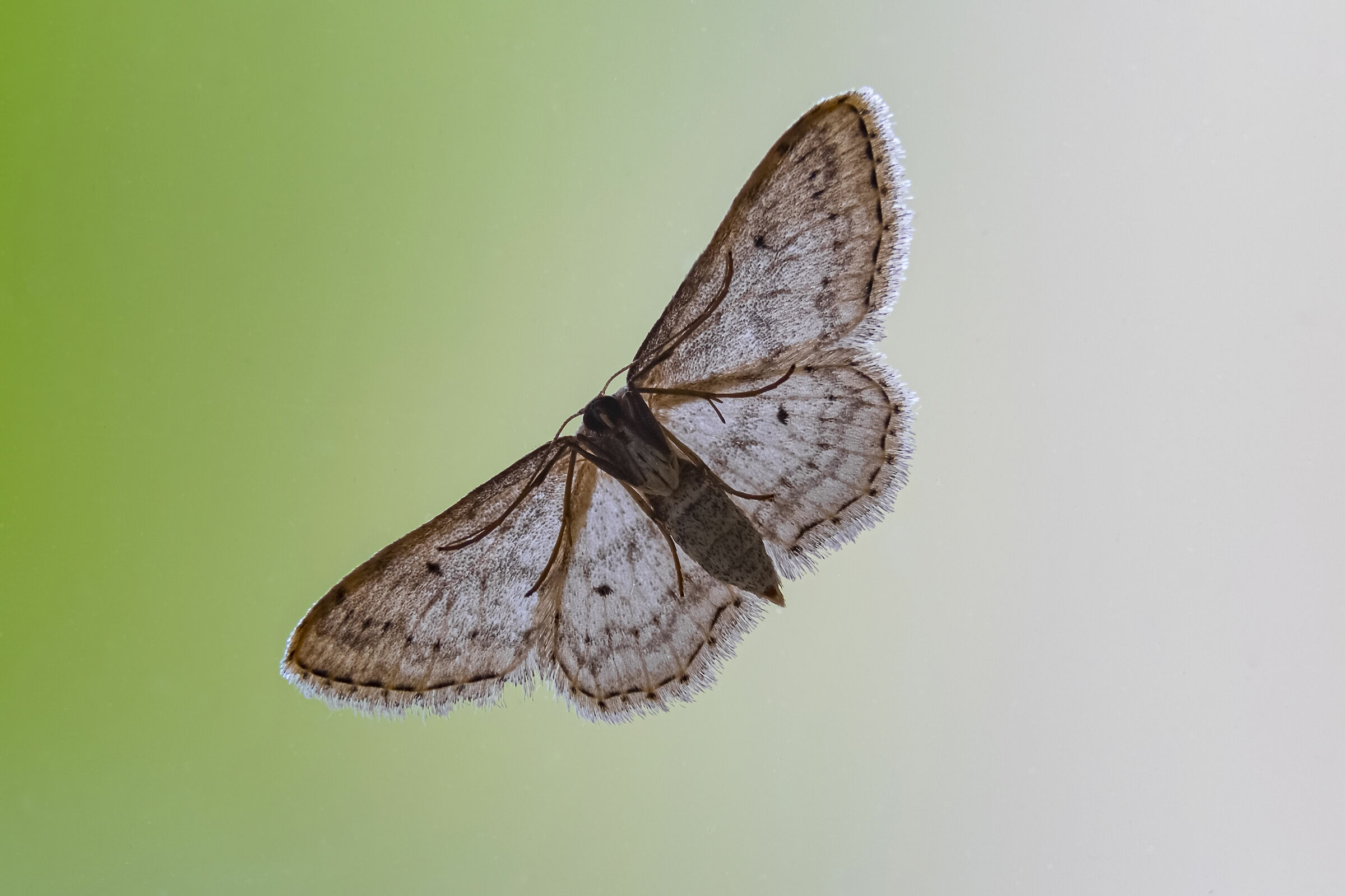 On the glass of the house