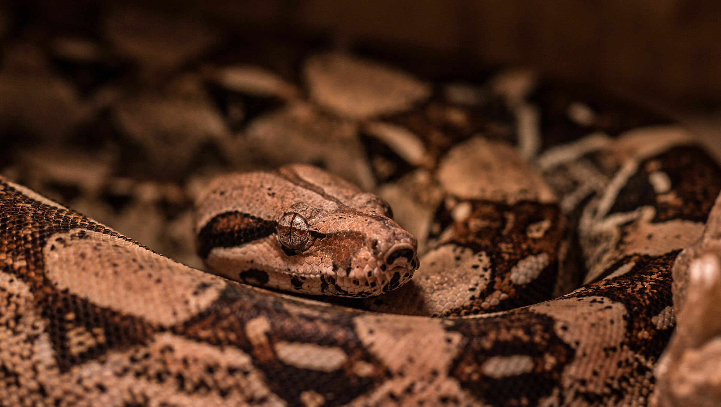 Boa constrictor imperator