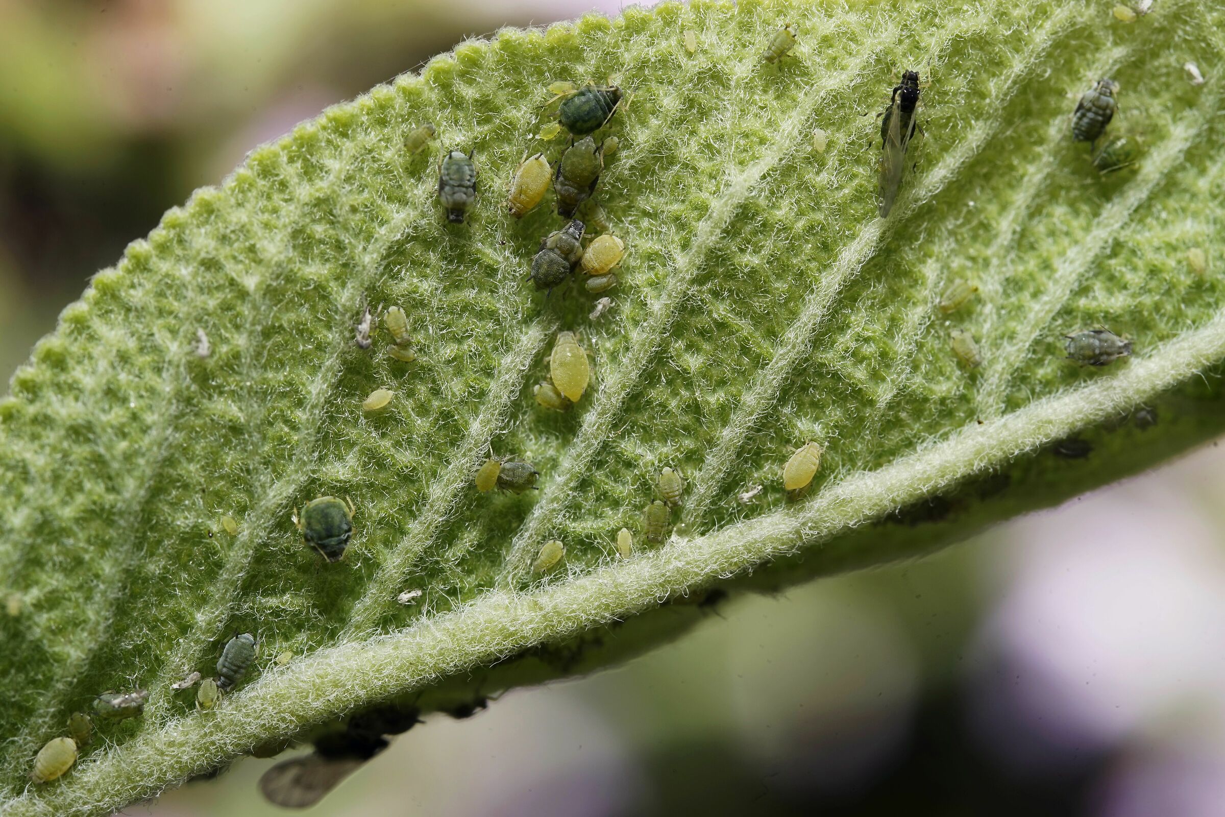 Parassiti su di una foglia di salvia