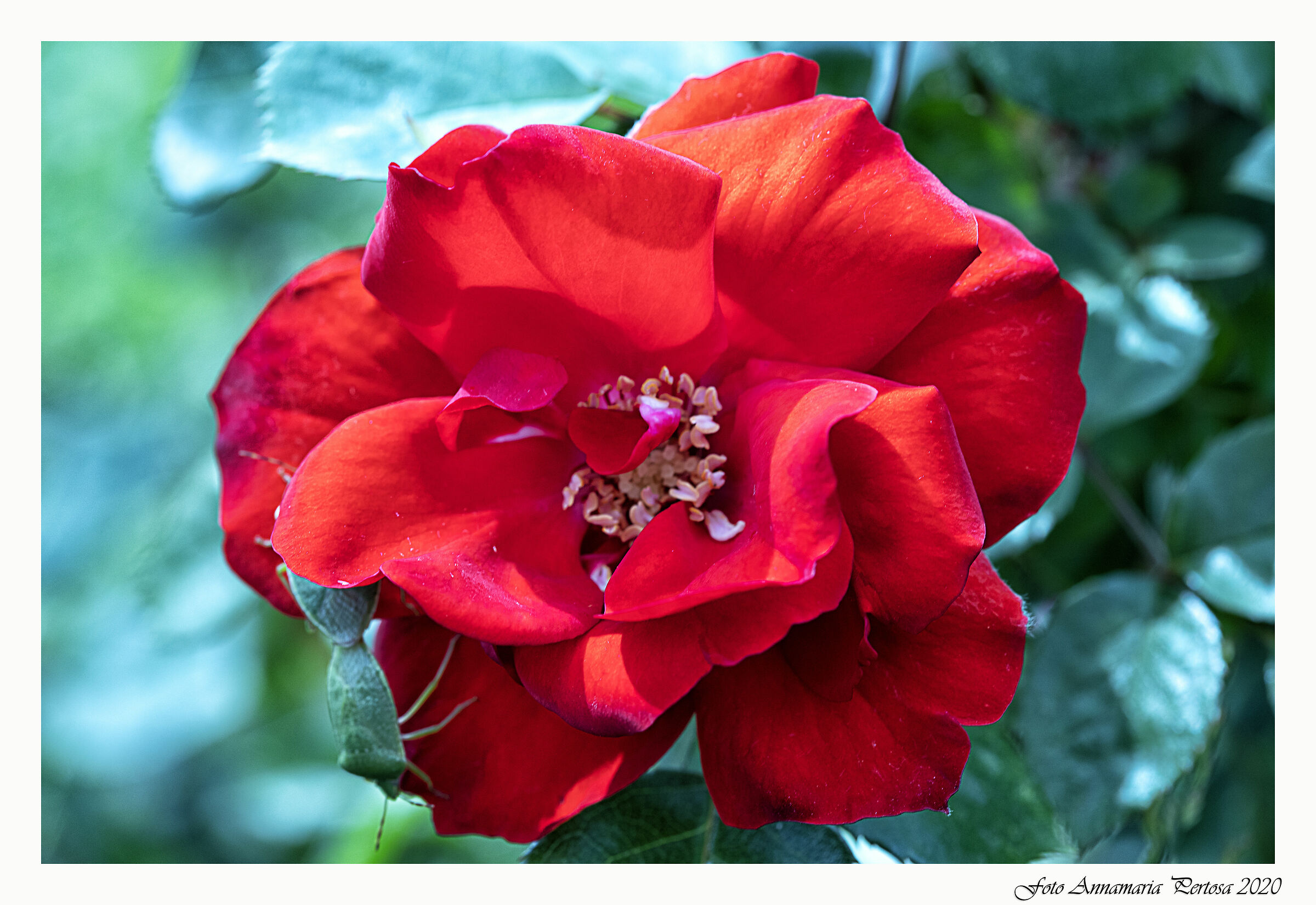 Le roselline del mio giardino