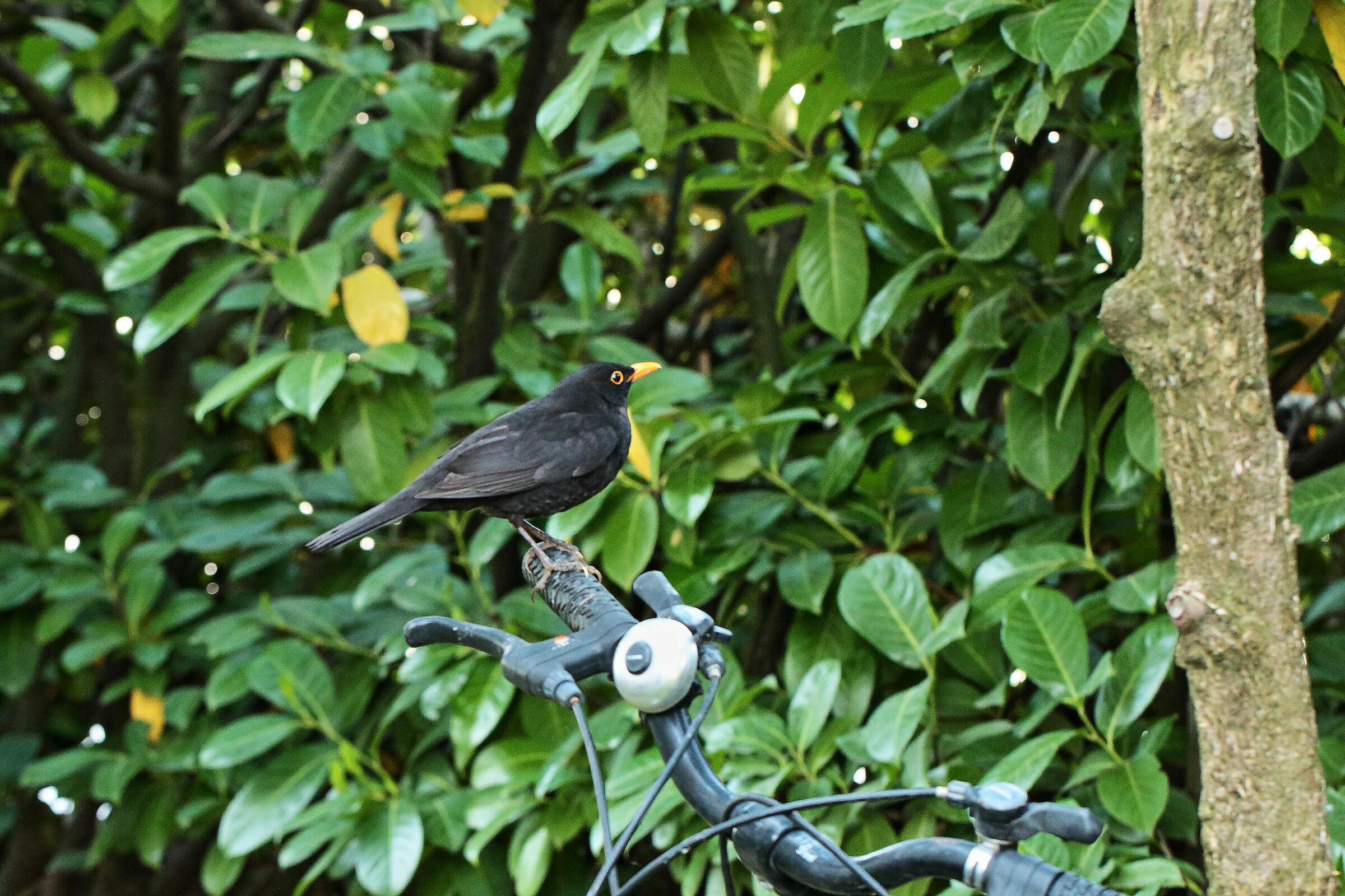 Ehi, non fregarmi la bici!