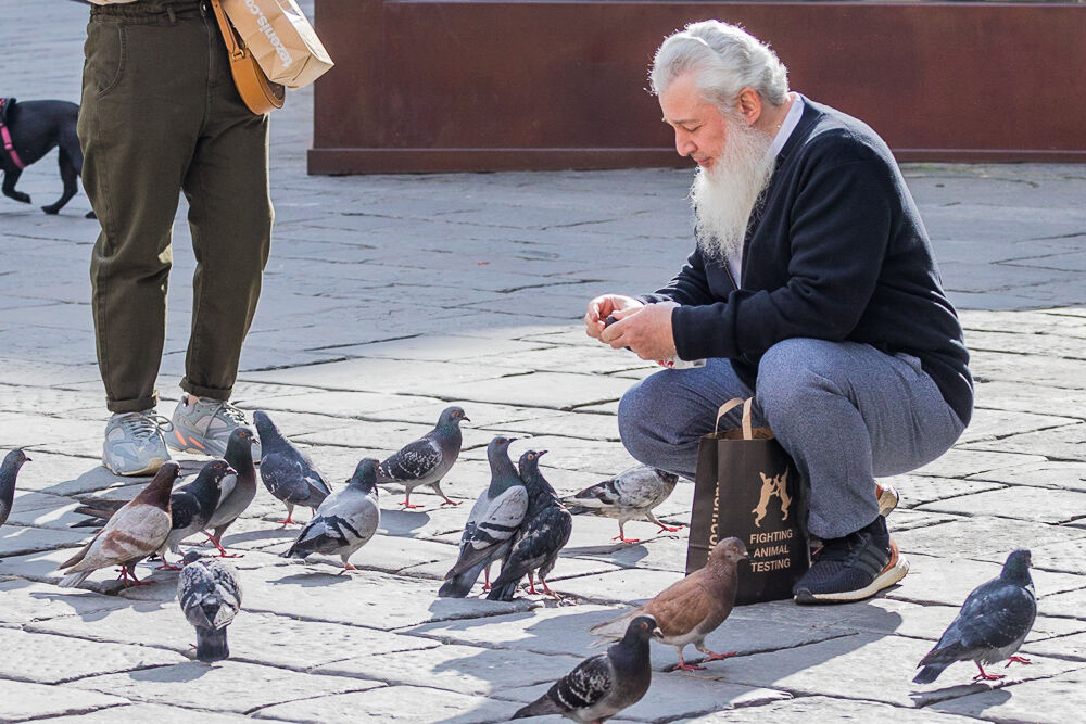 breeder fighting pigeons
