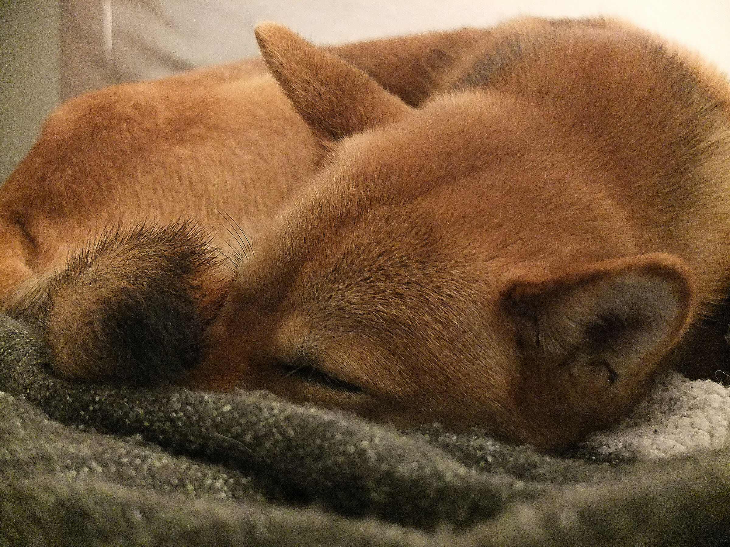 Sleepy Shiba