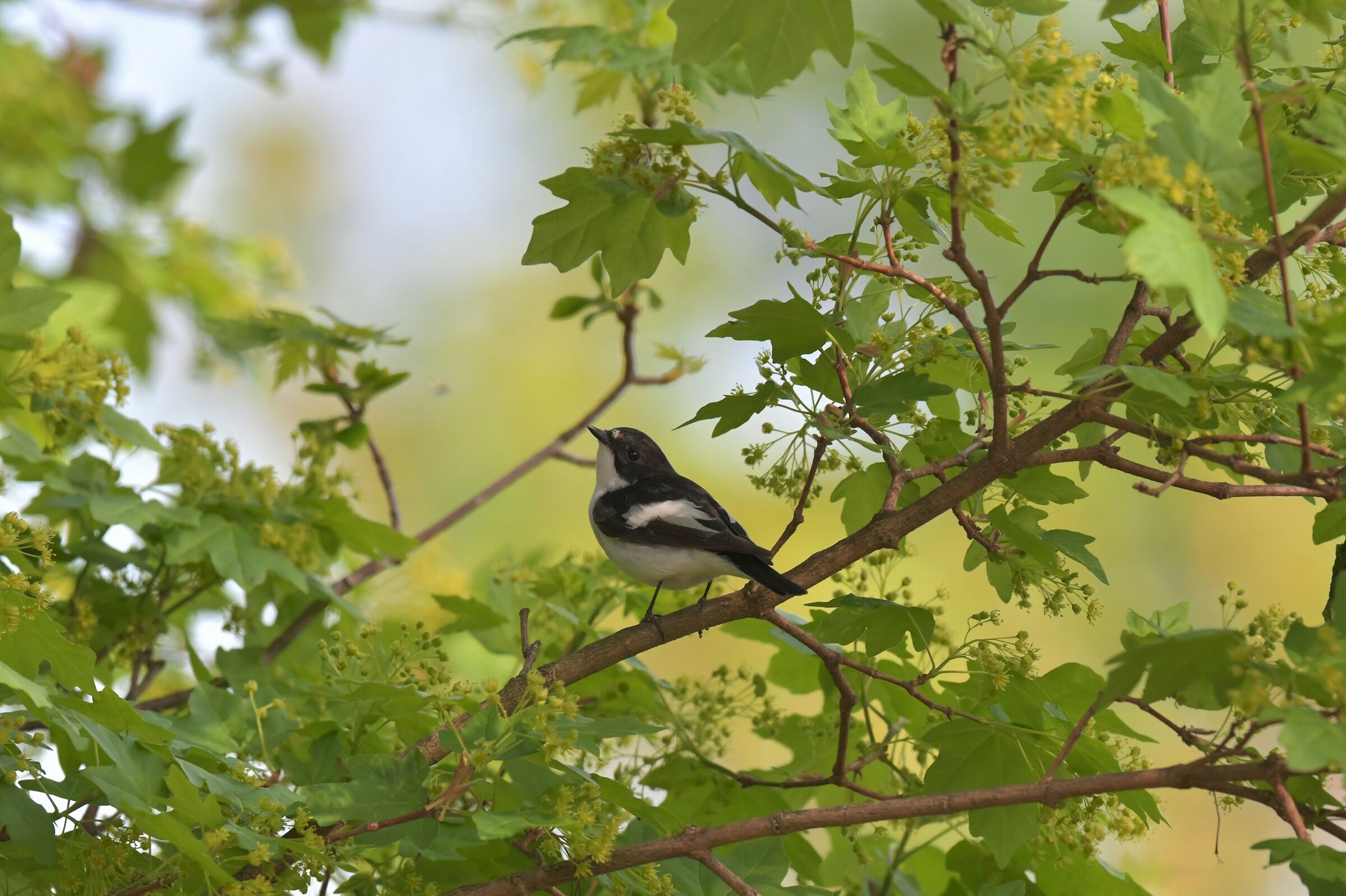 balia nera al tempo del covid 19 dal giardino