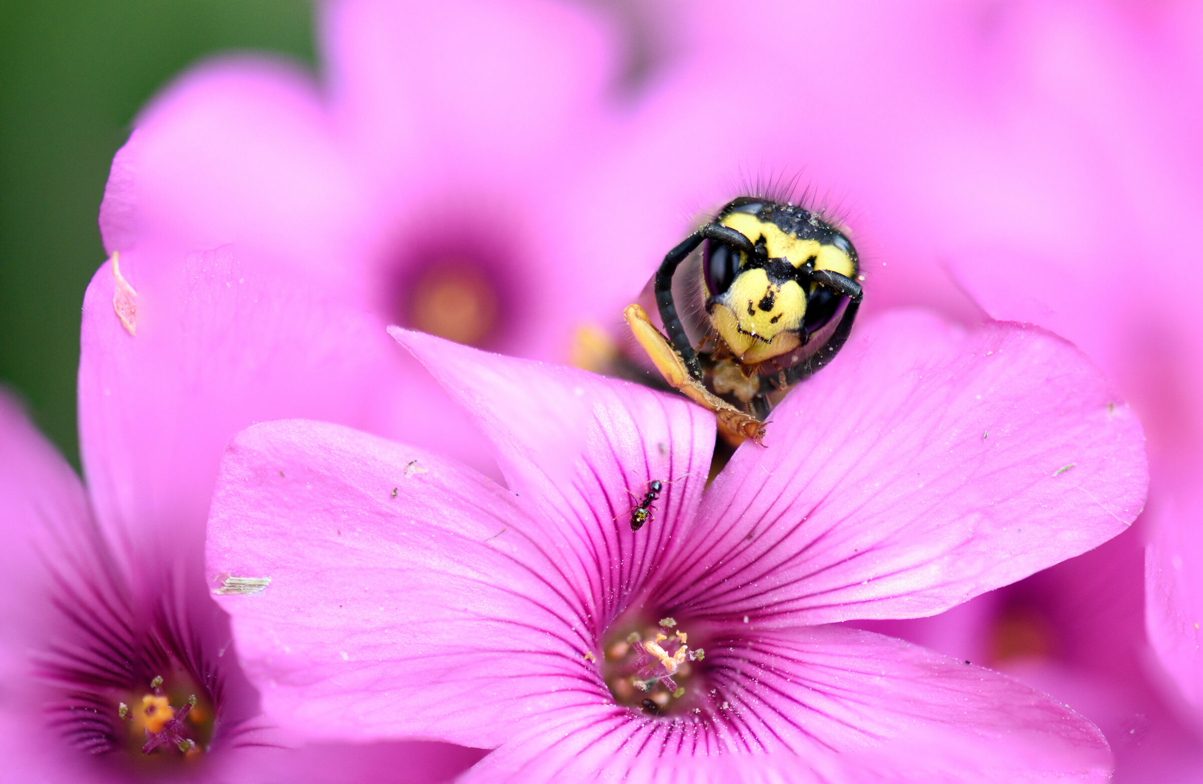 Dry and shooting on another flower