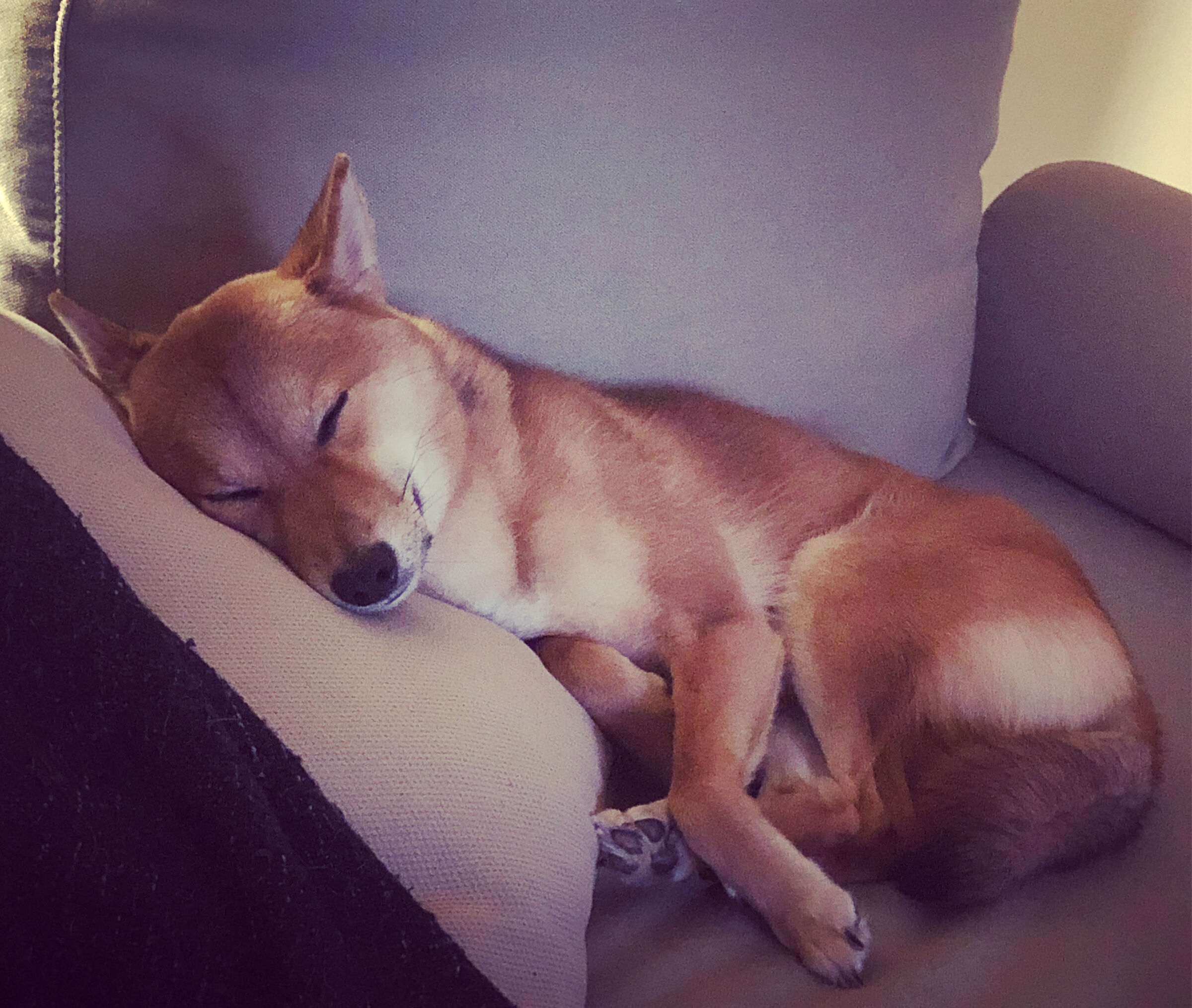 Enjoying my sofa