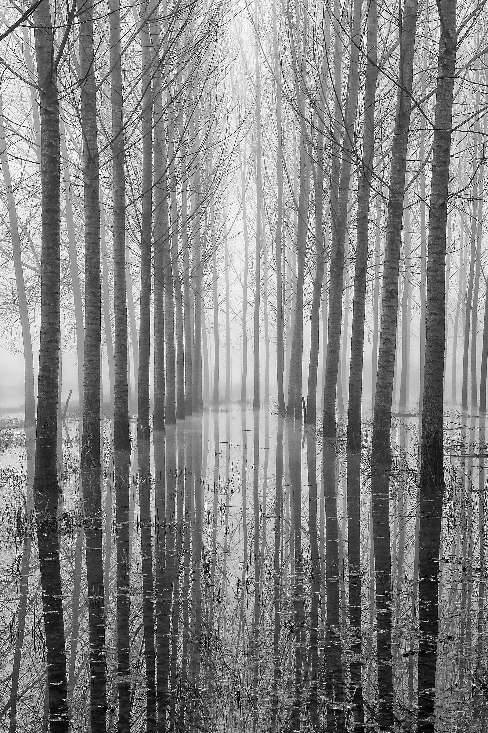 Lines at the Fucecchio Padule