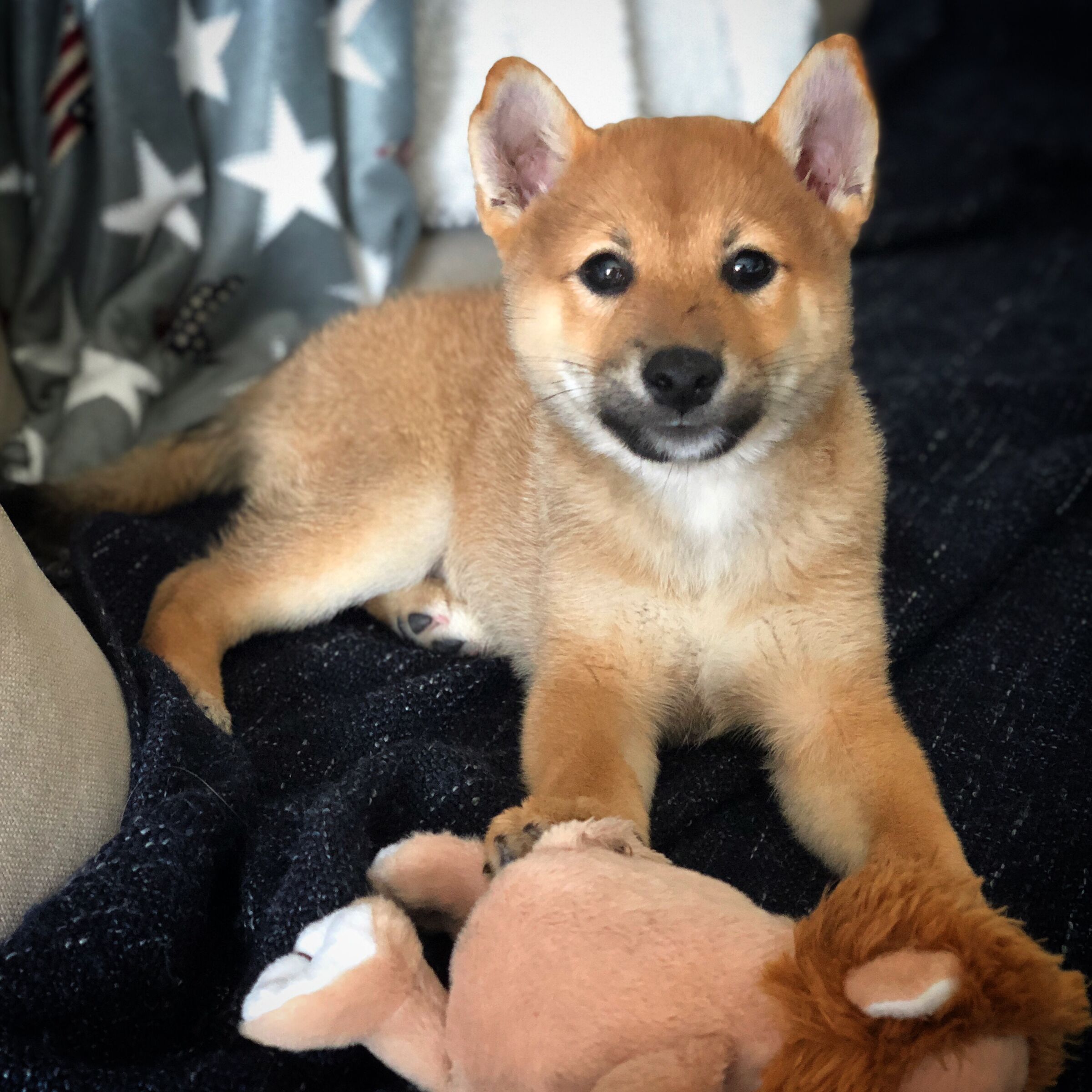 Am I to Toy?!?
