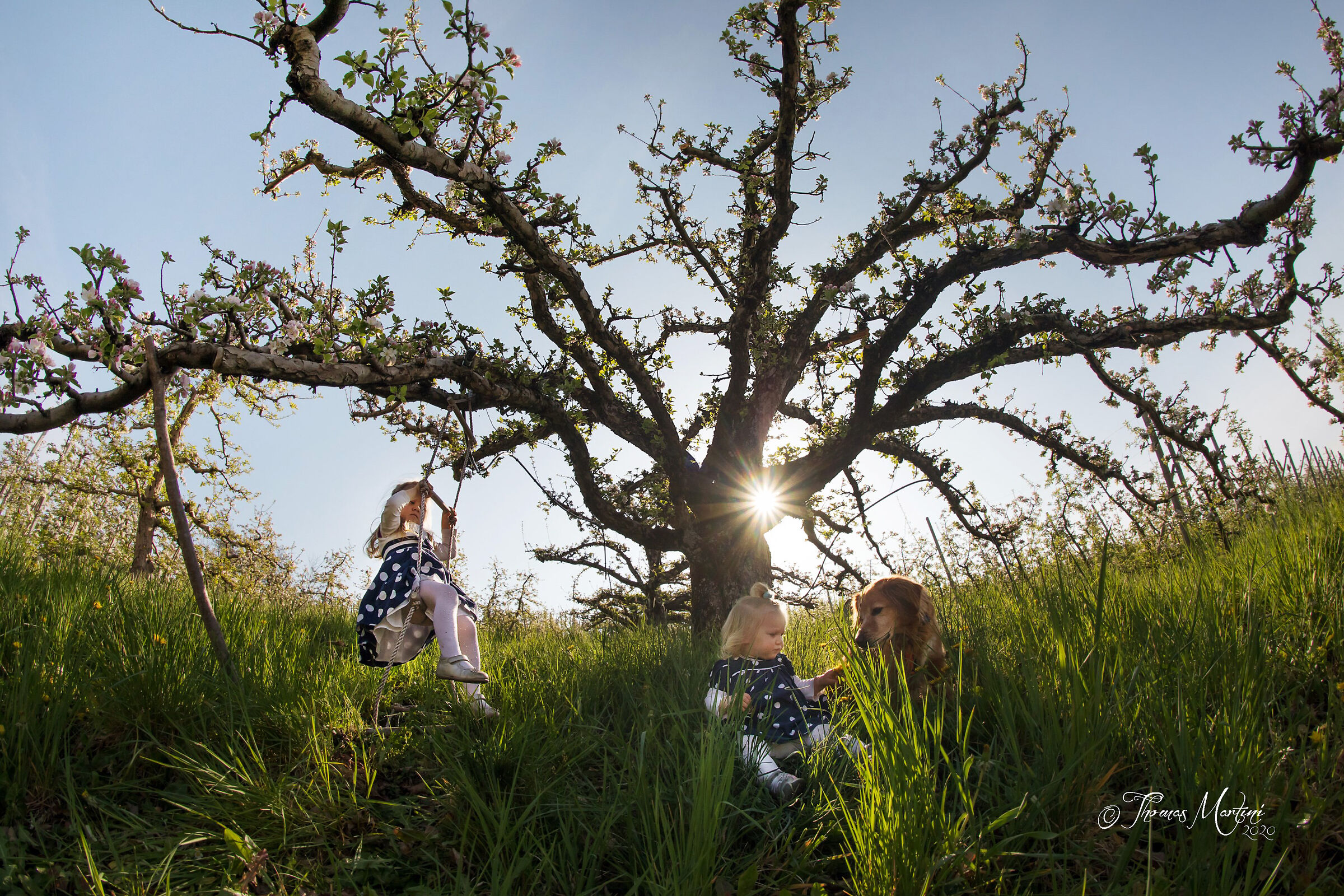 To the old apple bee