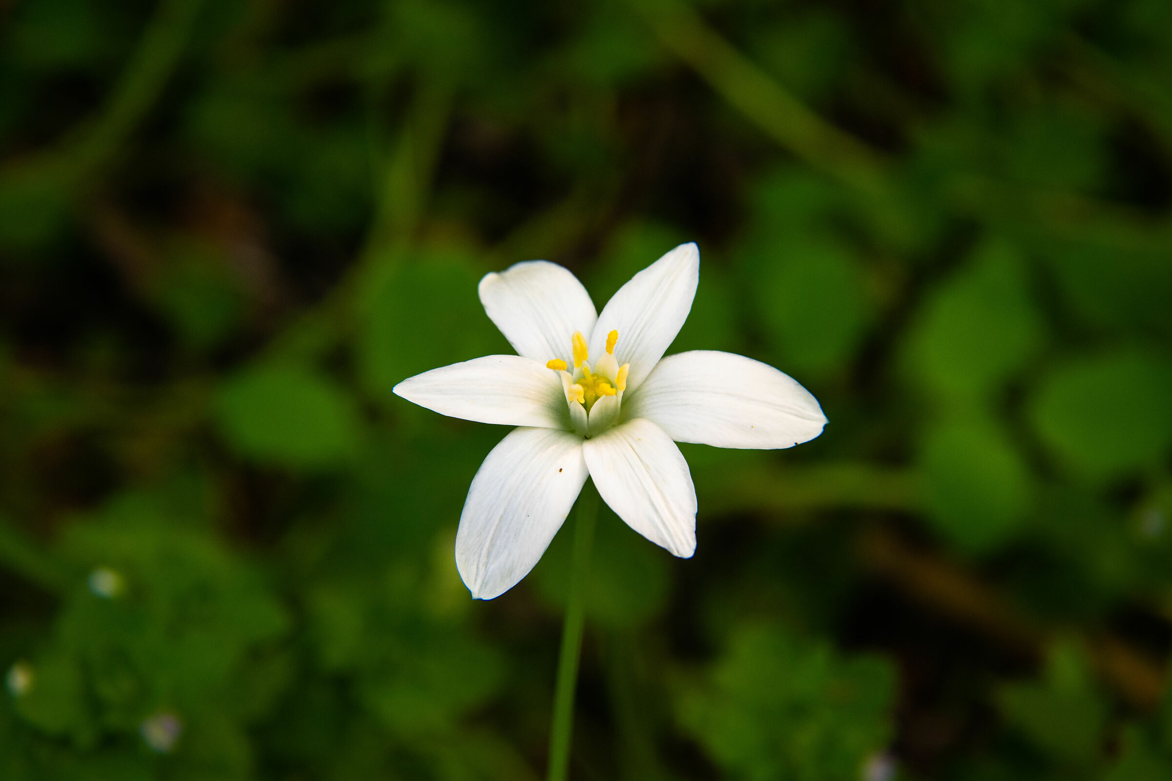 Ornithogalum umbellatum
