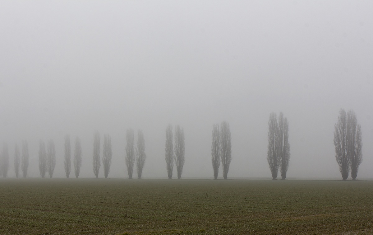 sentinels in the mist