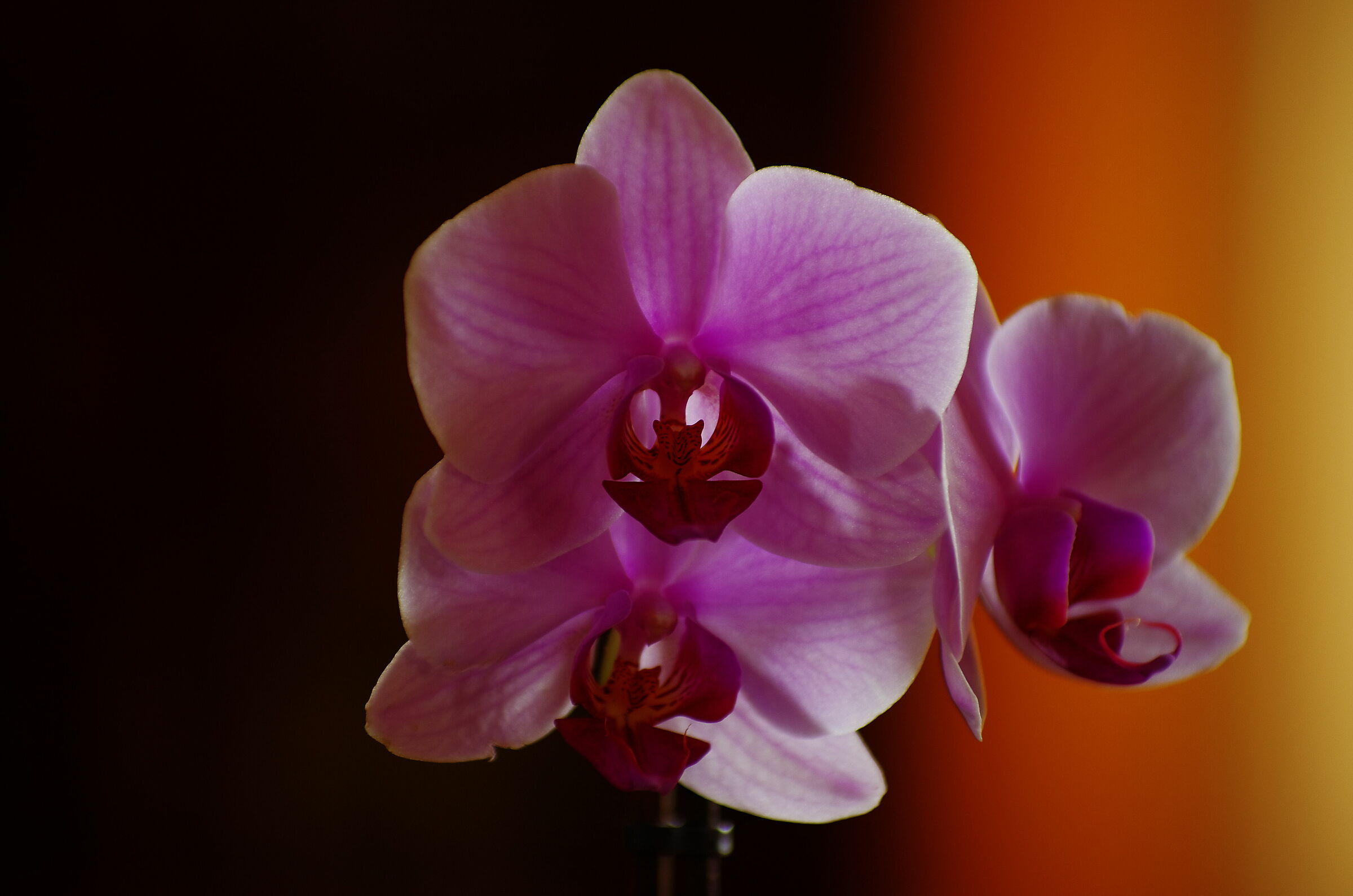 Orchidea 1