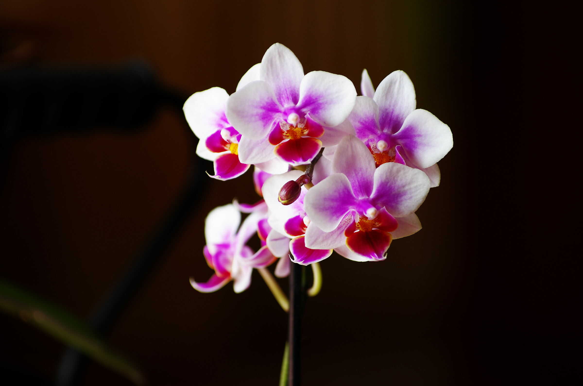 Orchidea 2